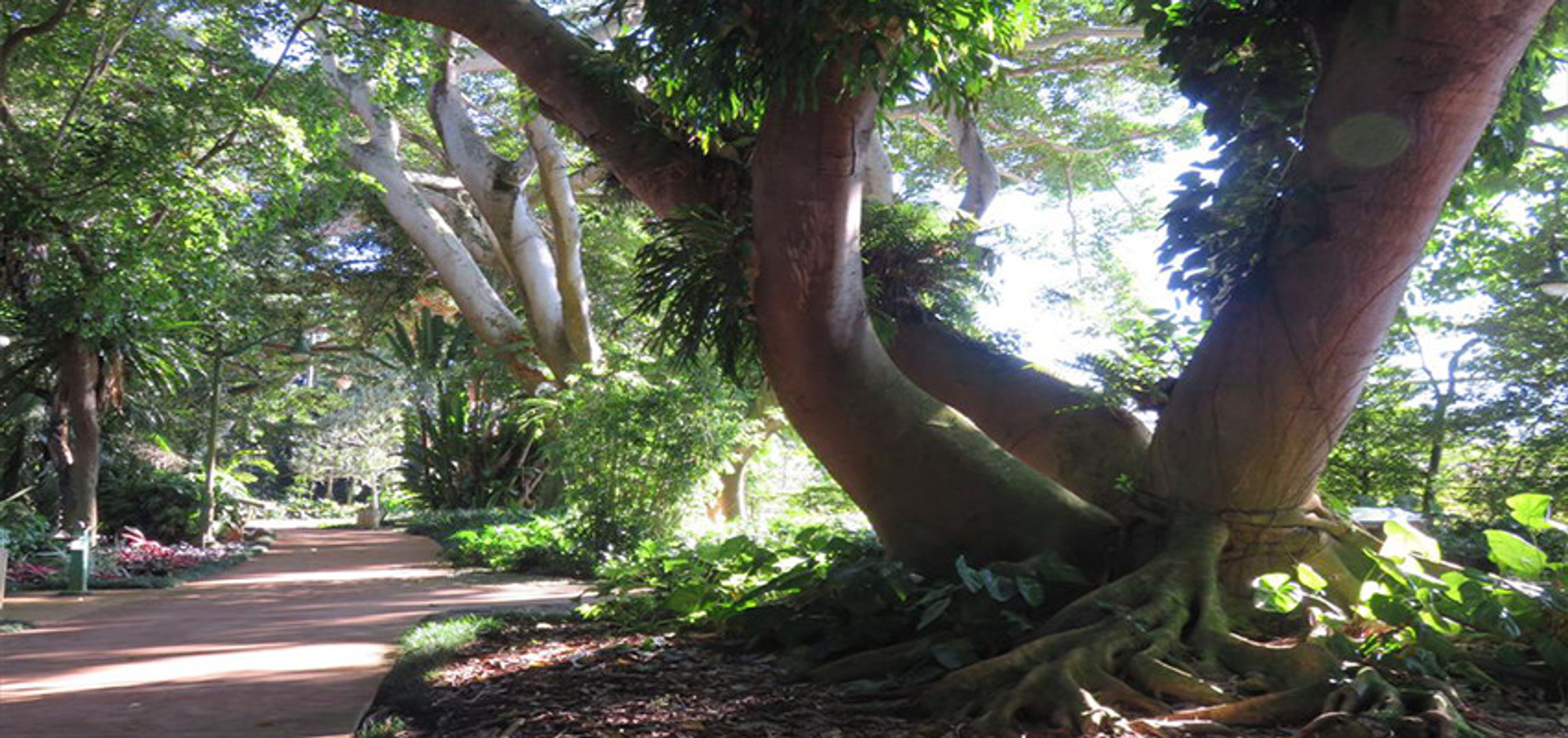 Featured photo from Wahiawa Botanical Garden