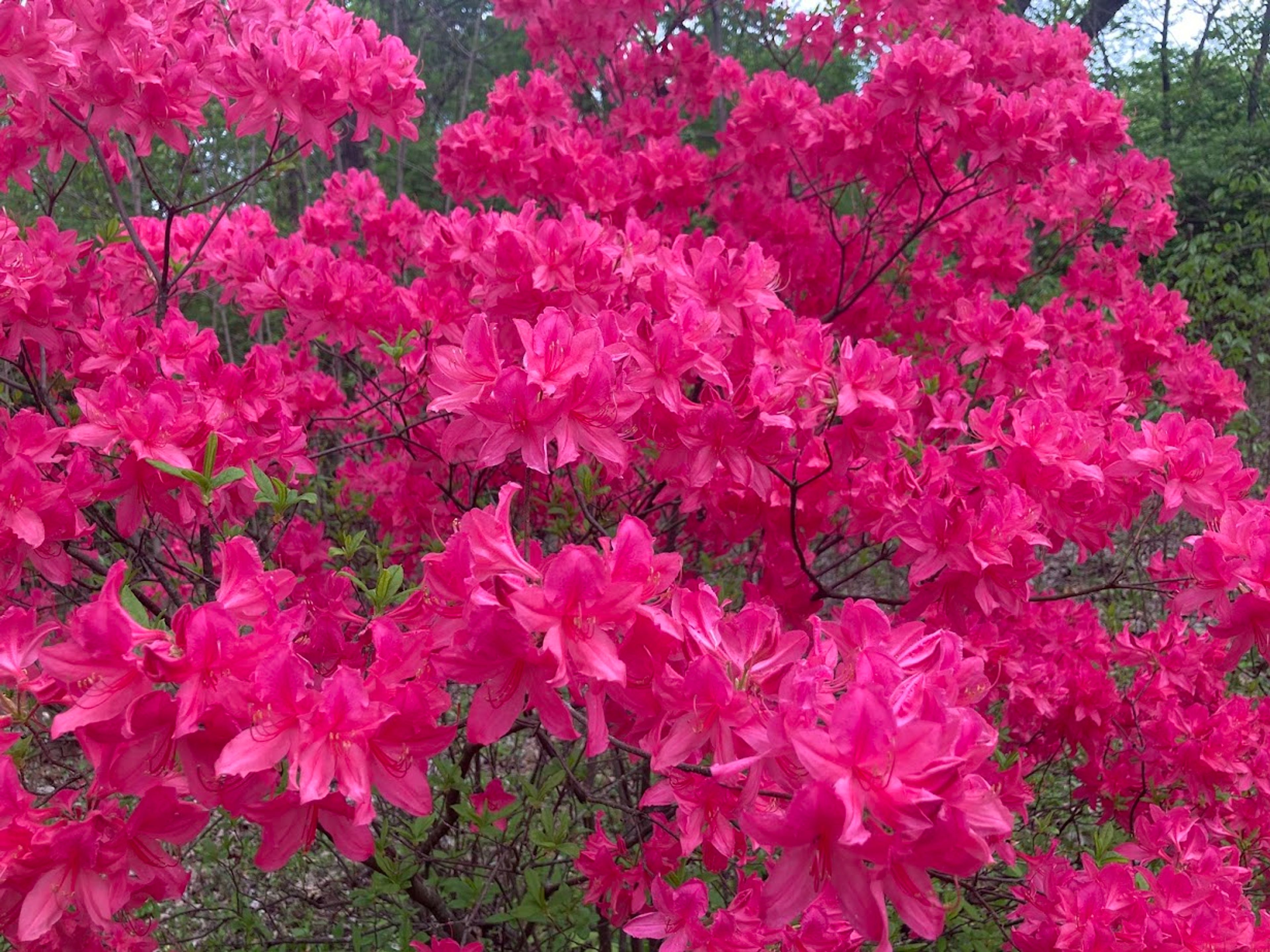 Featured photo from Klehm Arboretum & Botanic Garden