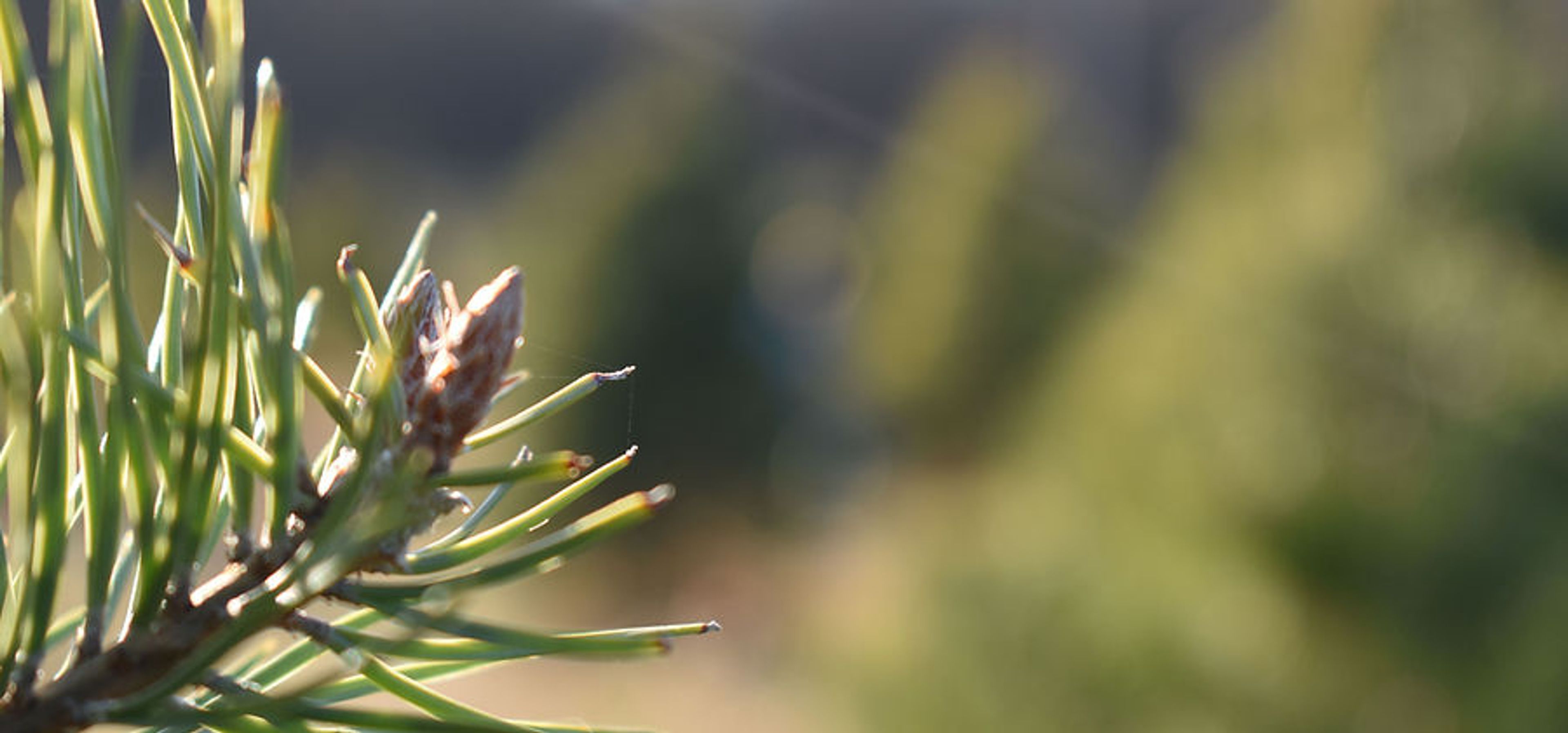 Featured photo from Whitetail Tree Farm