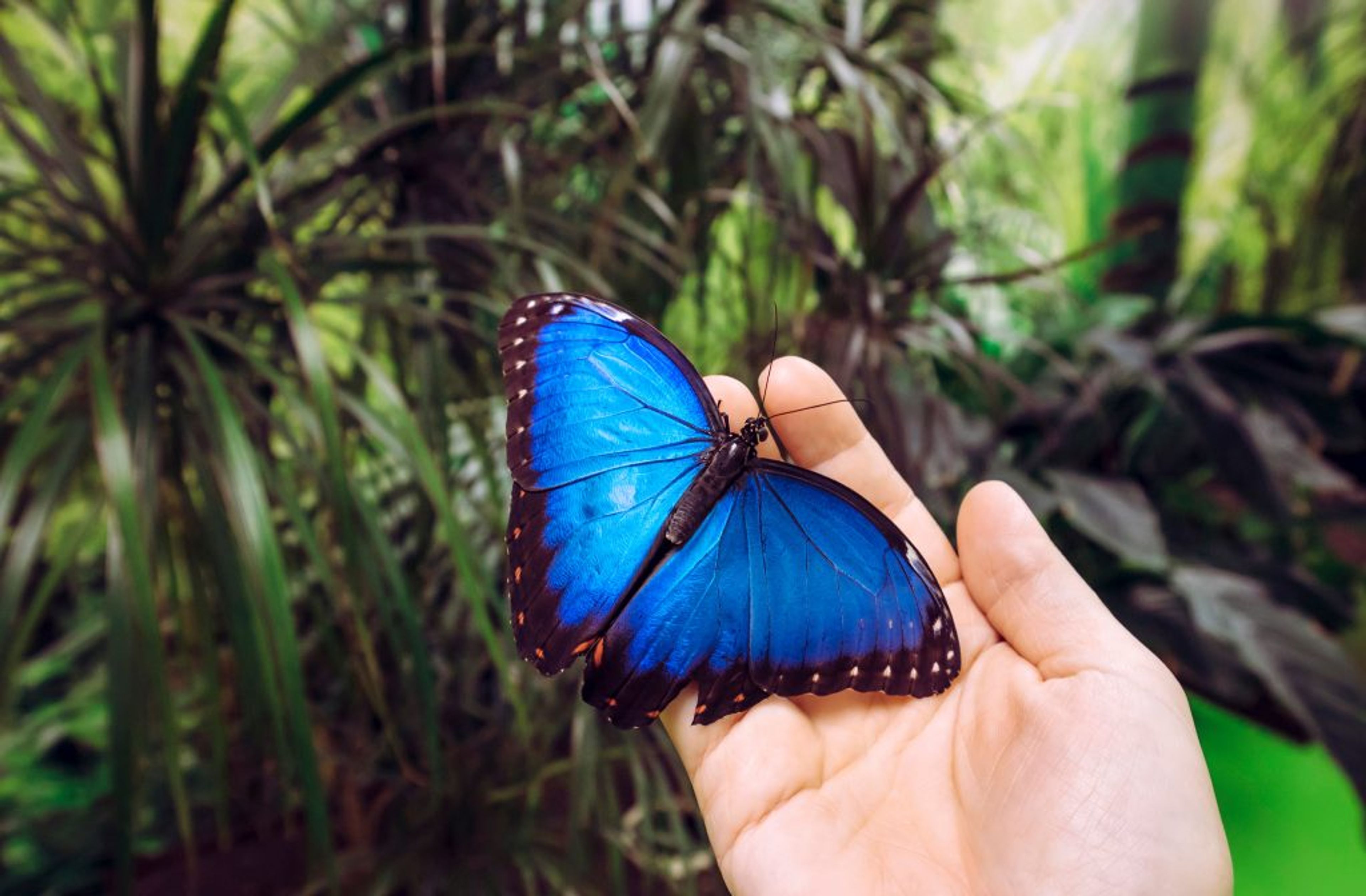 Featured photo from Magic Wings Butterfly Conservatory