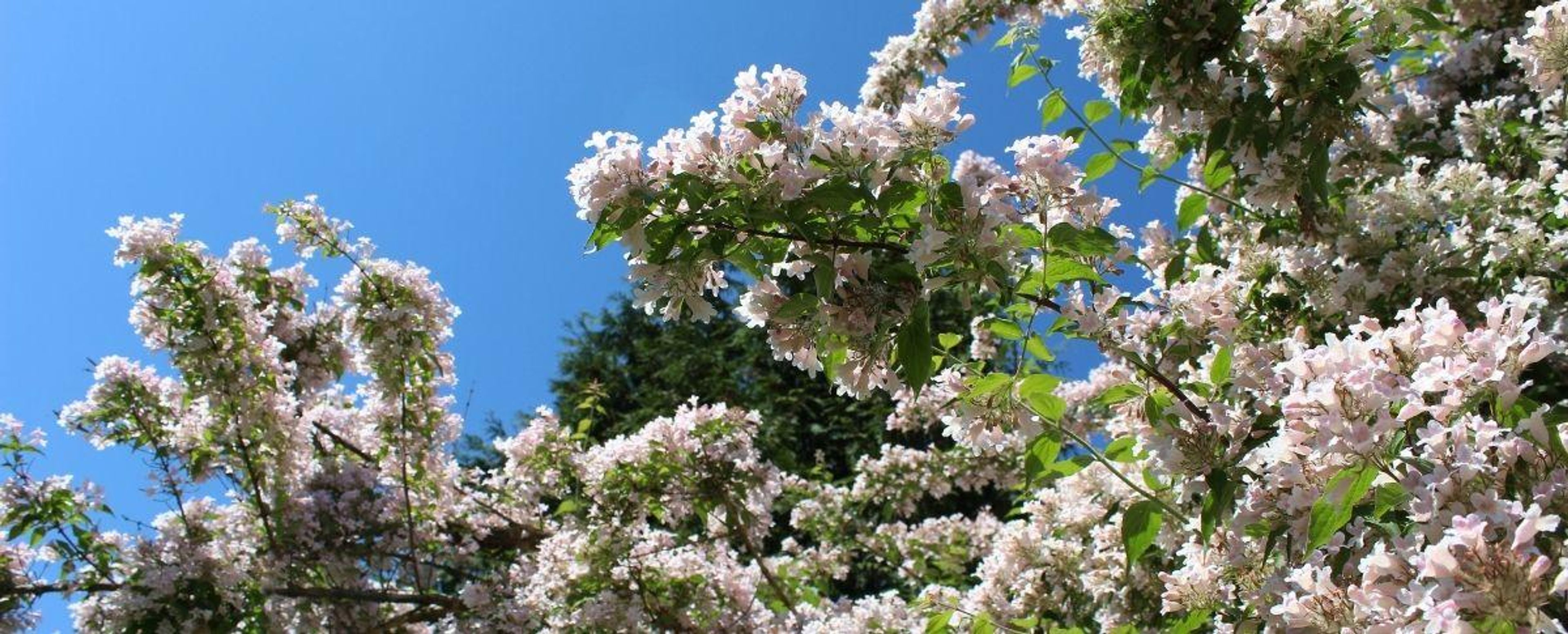 Featured photo from Hidden Lake Gardens