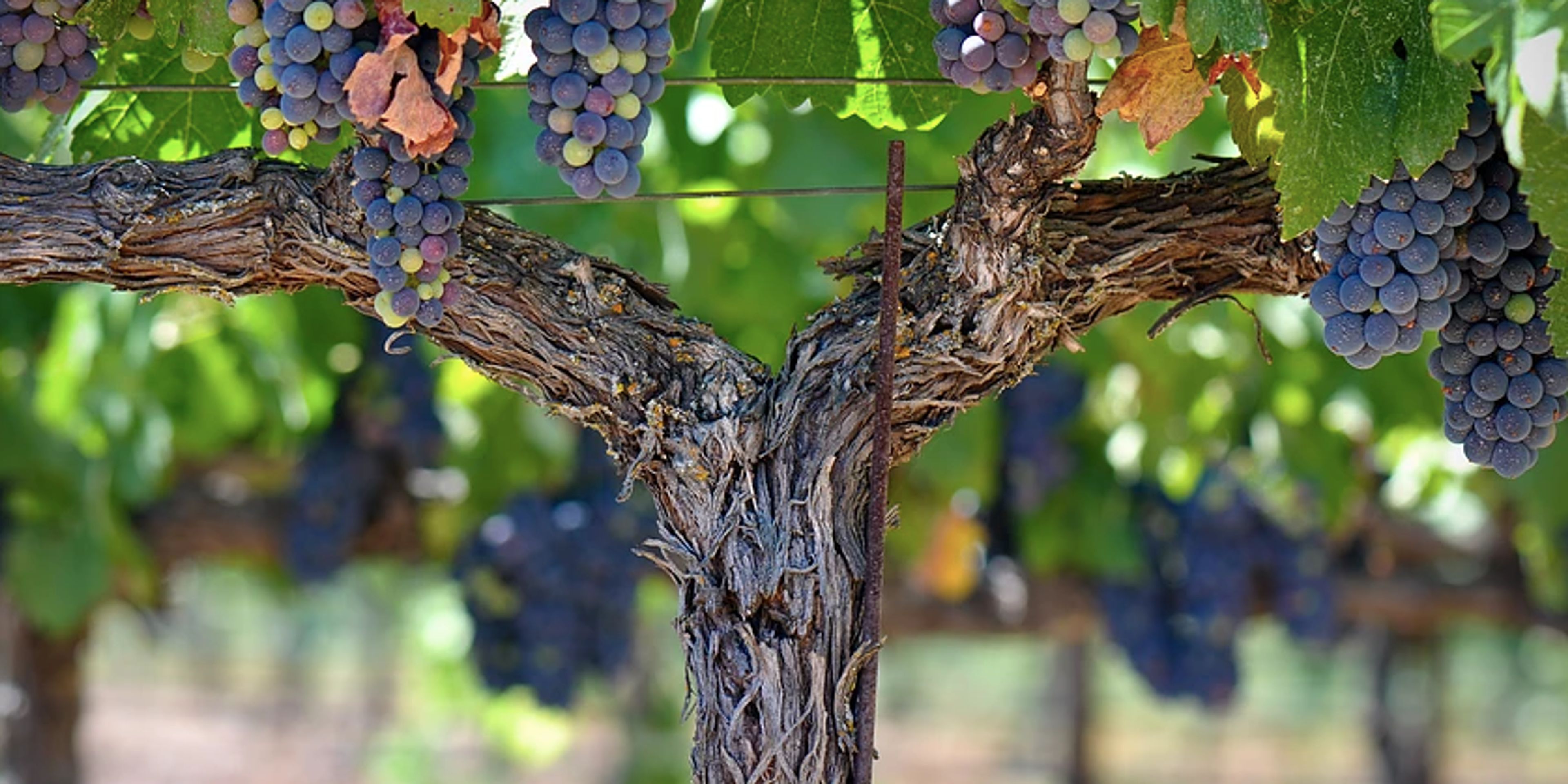 Featured photo from Hopewell Valley Vineyards