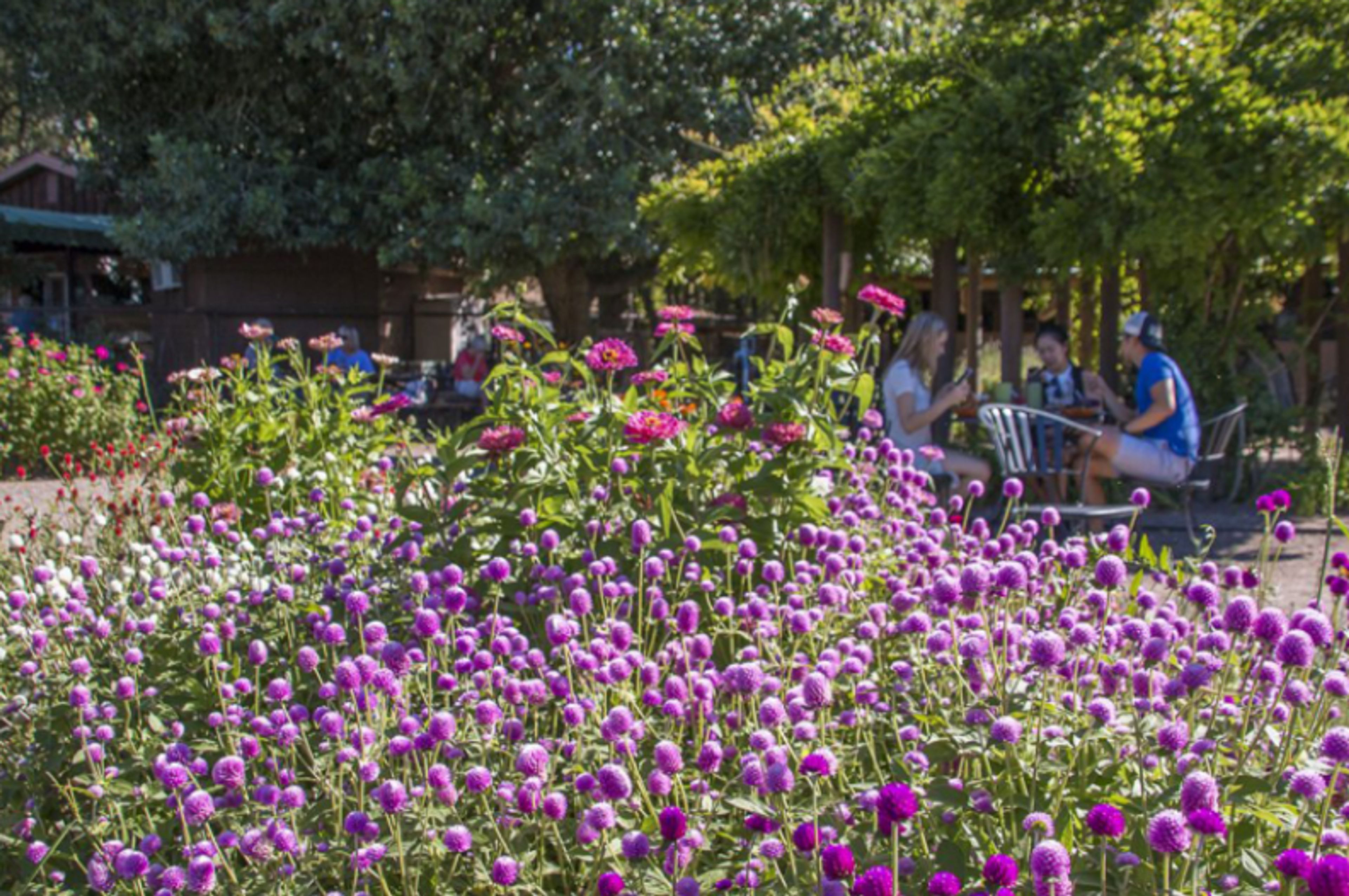 Featured photo from Old Town Farm