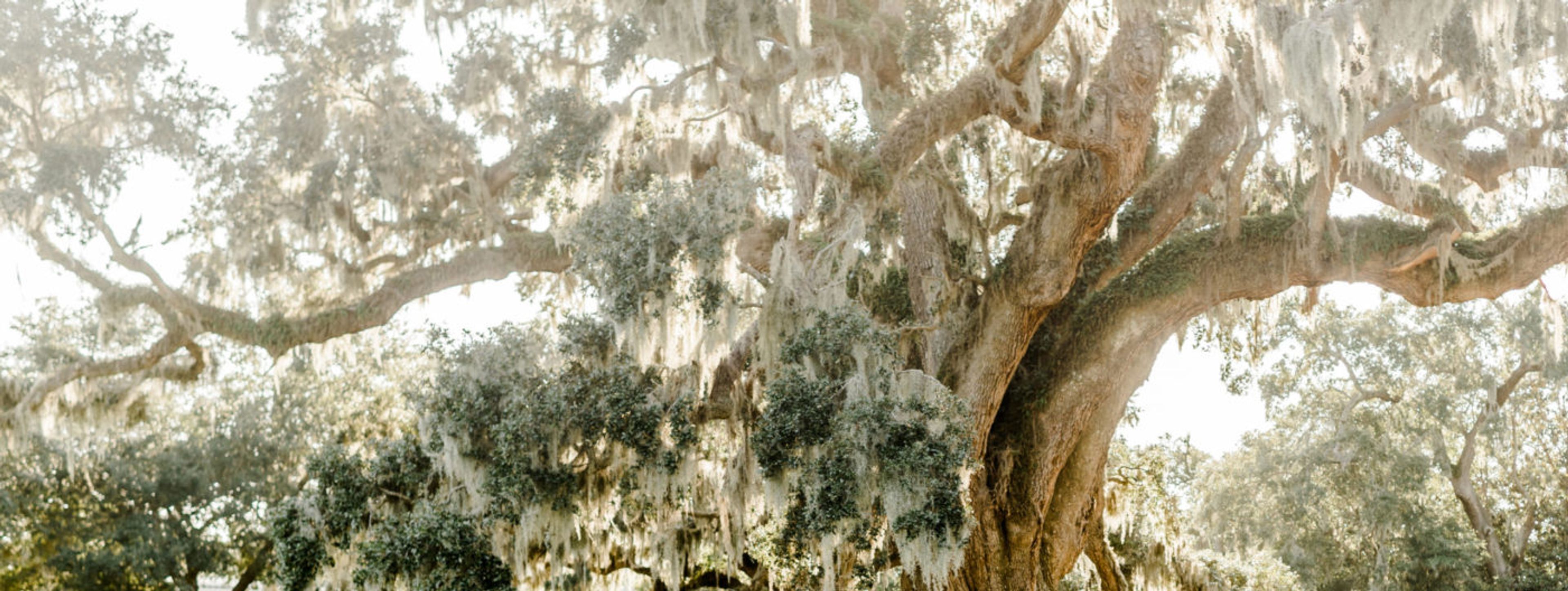 Featured photo from Airlie Gardens