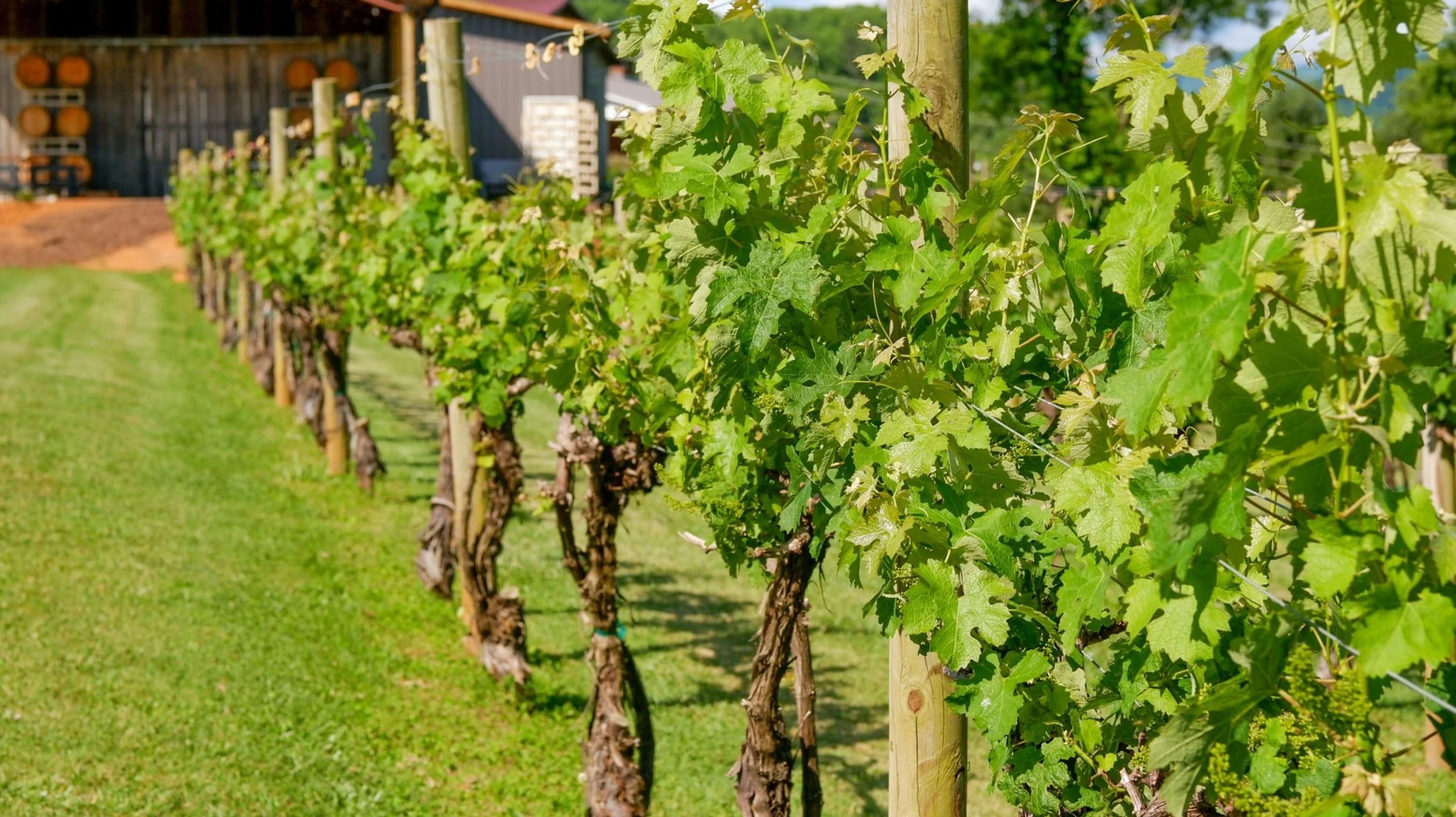 Featured photo from Addison Farms Vineyard