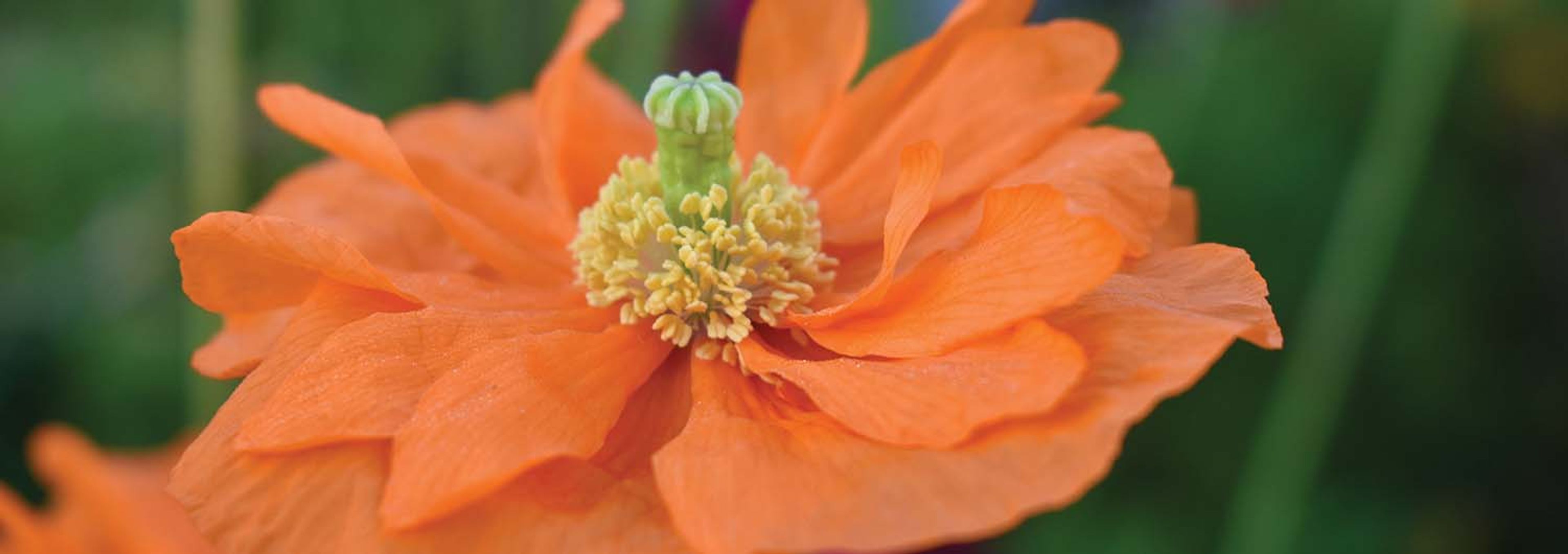 Featured photo from JC Raulston Arboretum at NC State University
