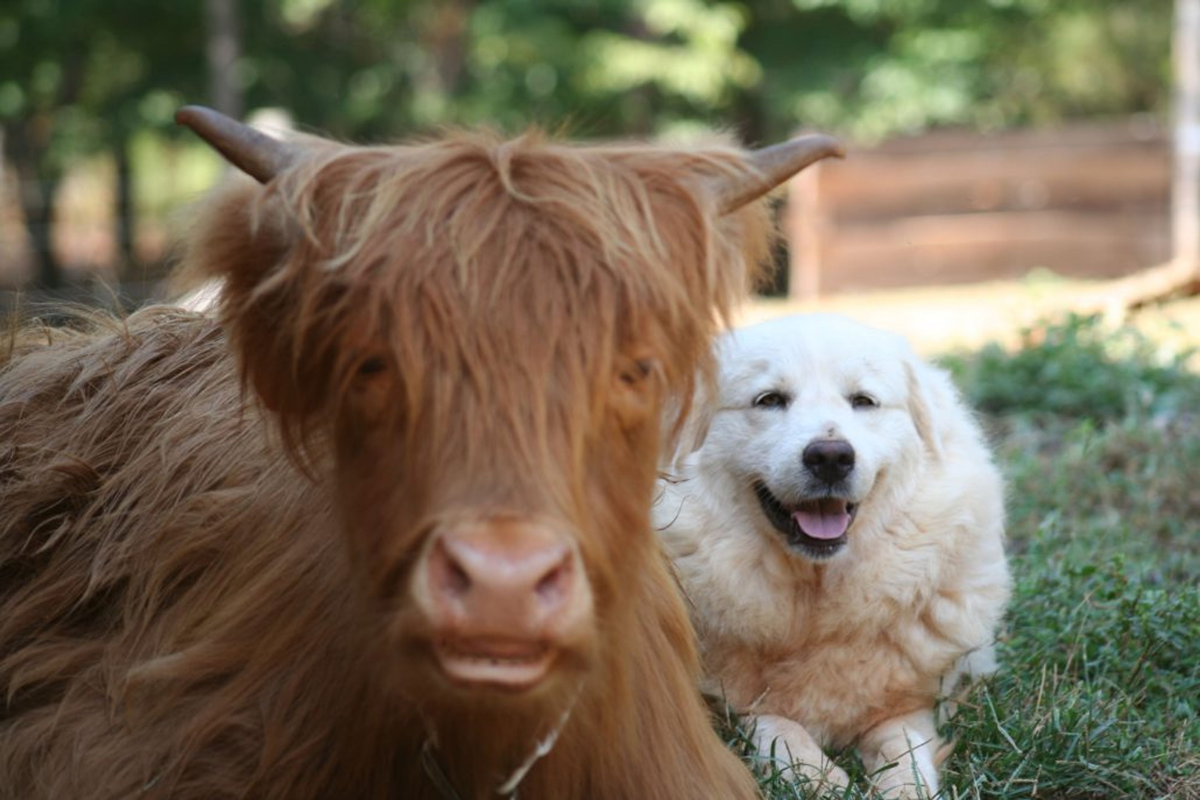 Featured photo from New Beginnings Historic Farm