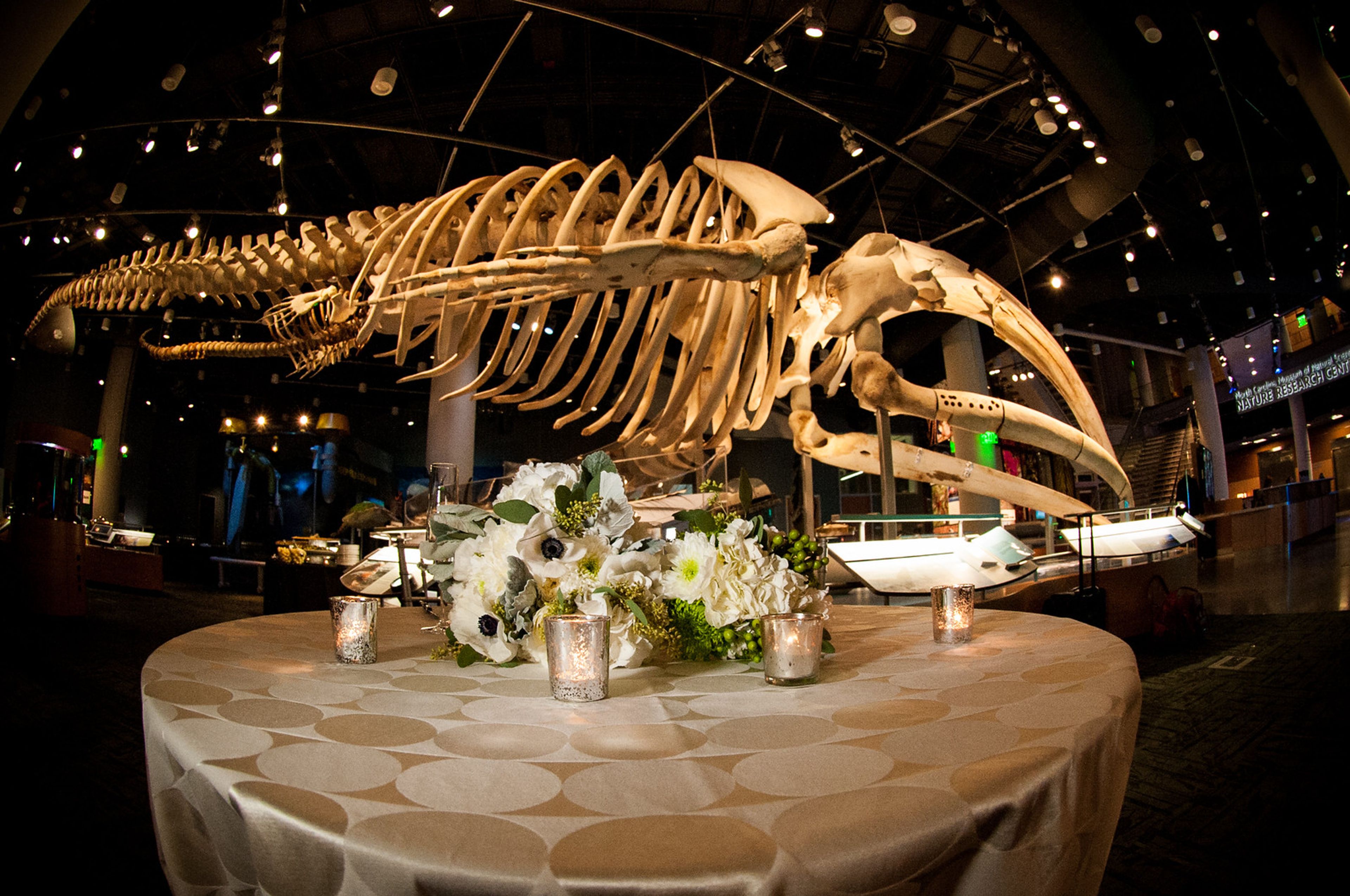Featured photo from North Carolina Museum of Natural Sciences