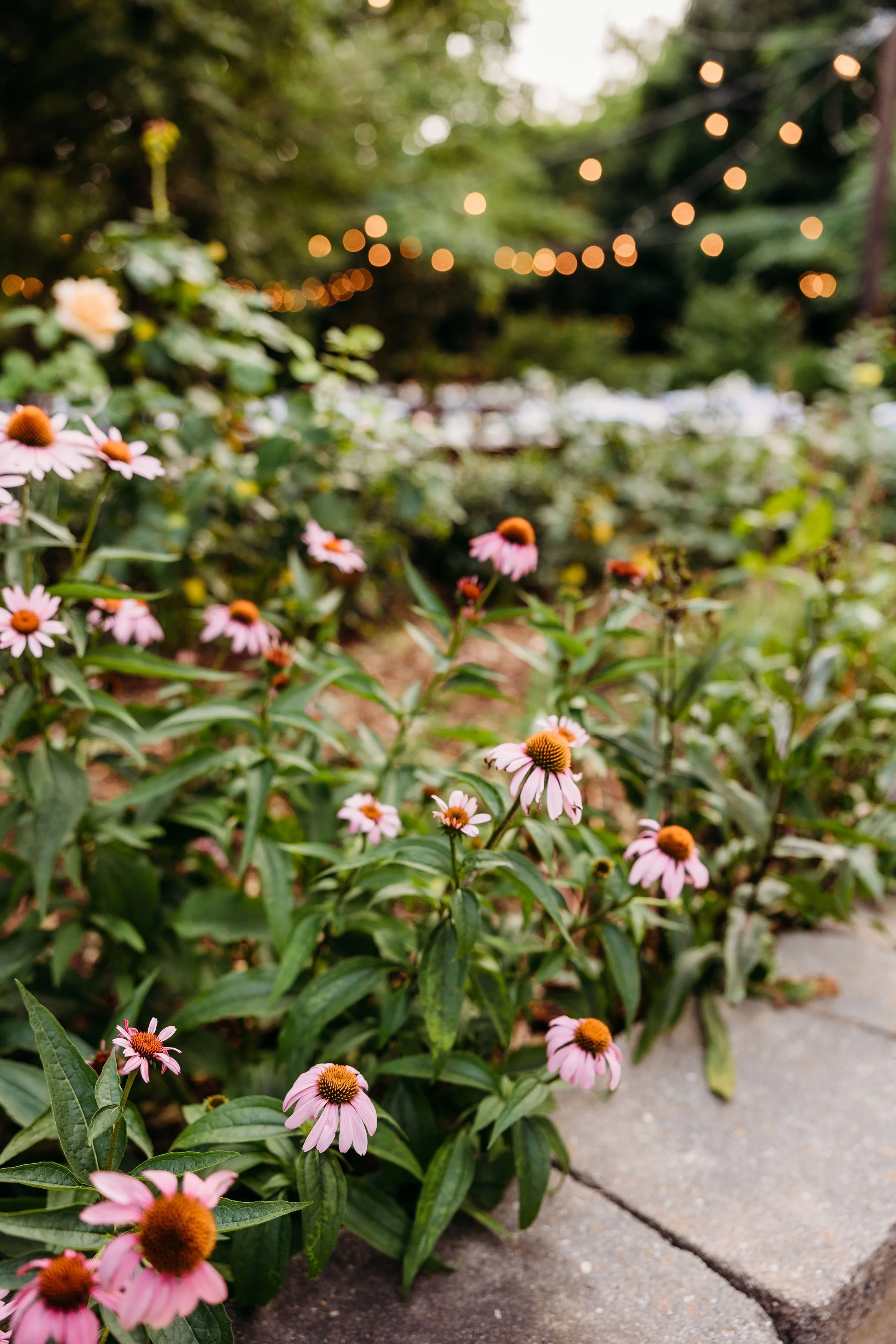 Featured photo from The McGill Rose Garden