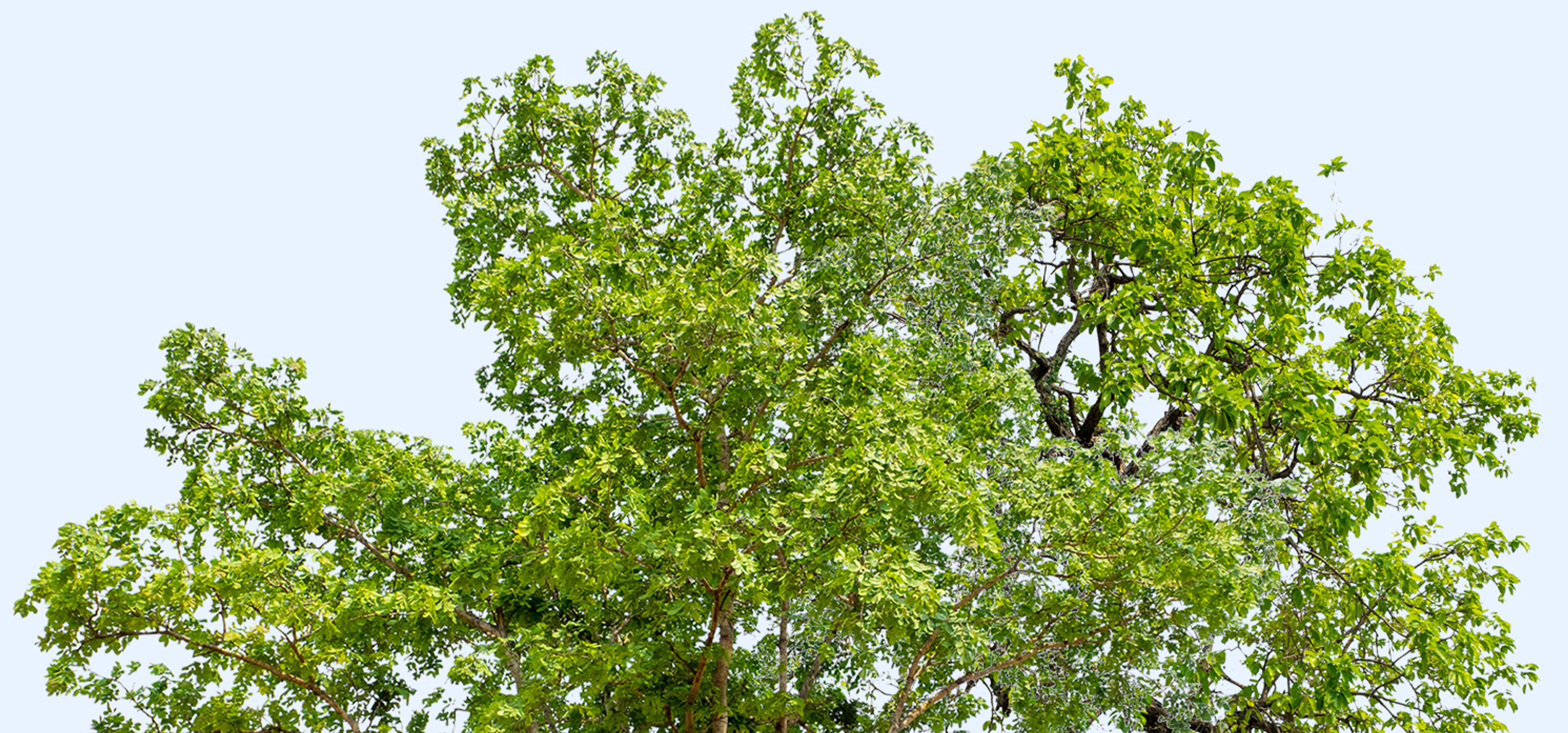 Featured photo from The Dawes Arboretum