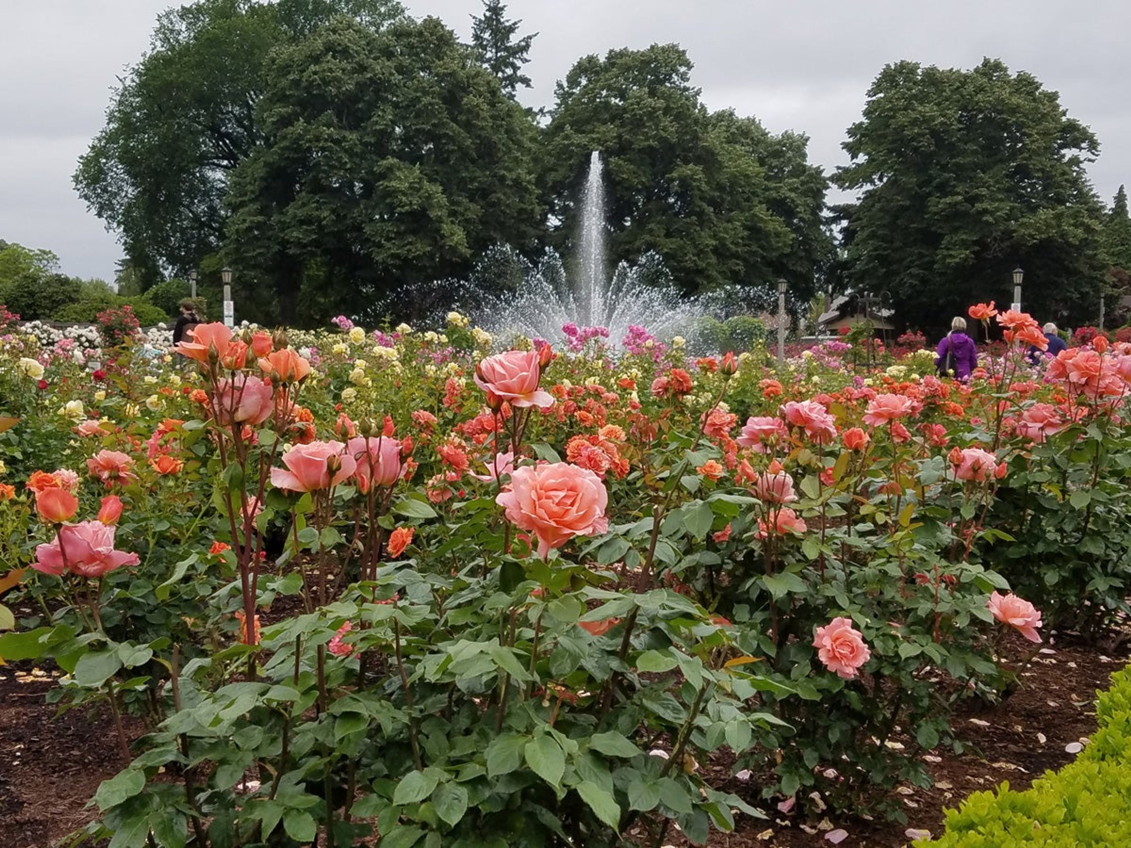Featured photo from Peninsula Park and Gardens