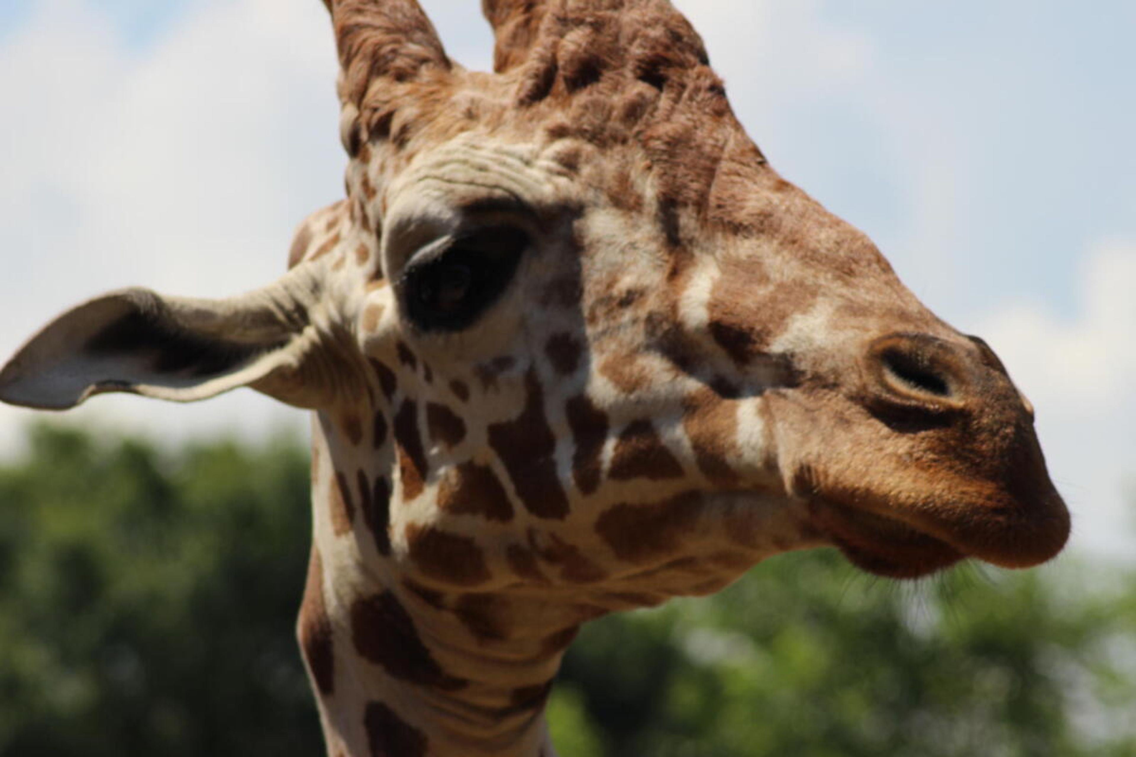 Featured photo from Chattanooga Zoo