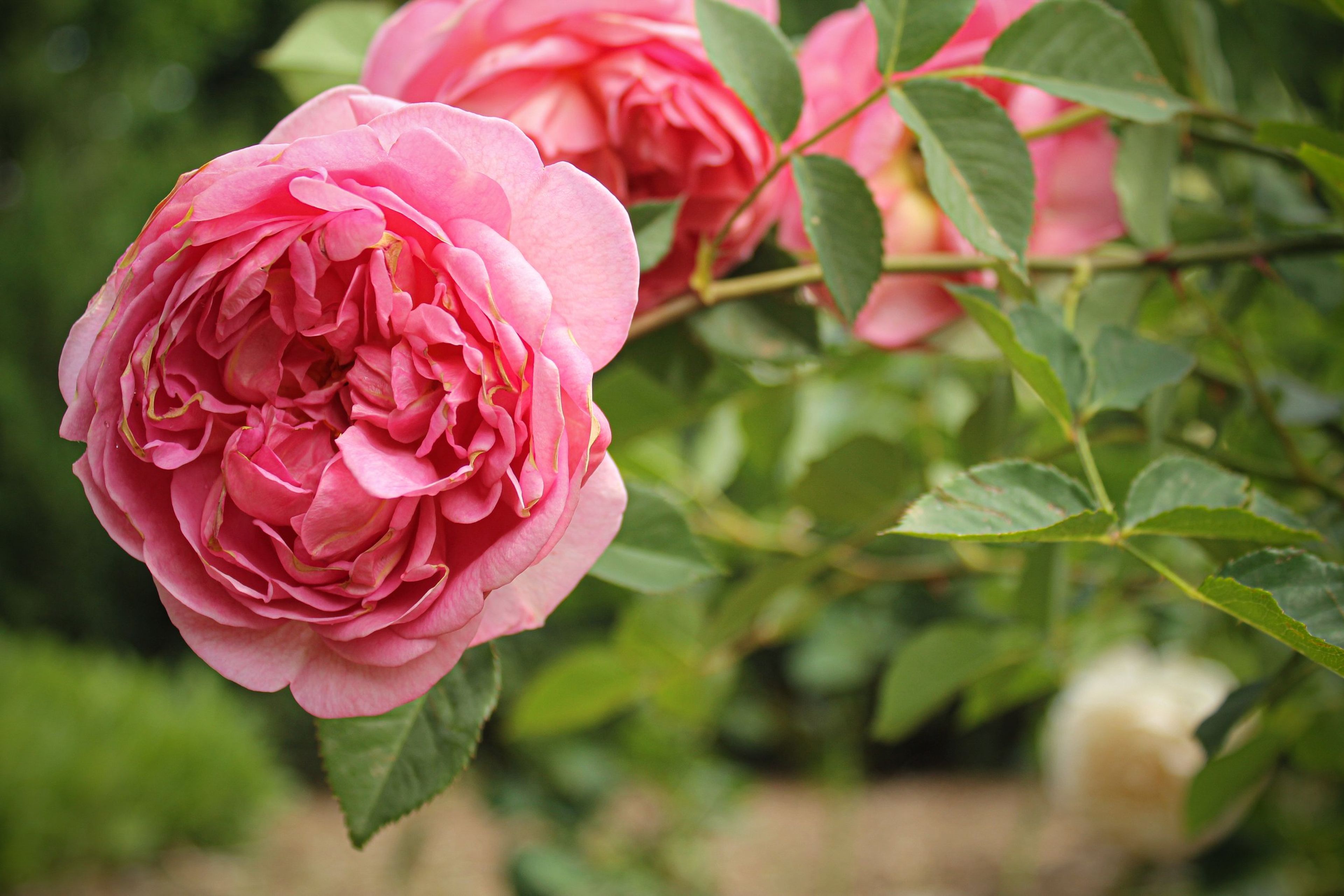 Featured photo from Knoxville Botanical Garden and Arboretum