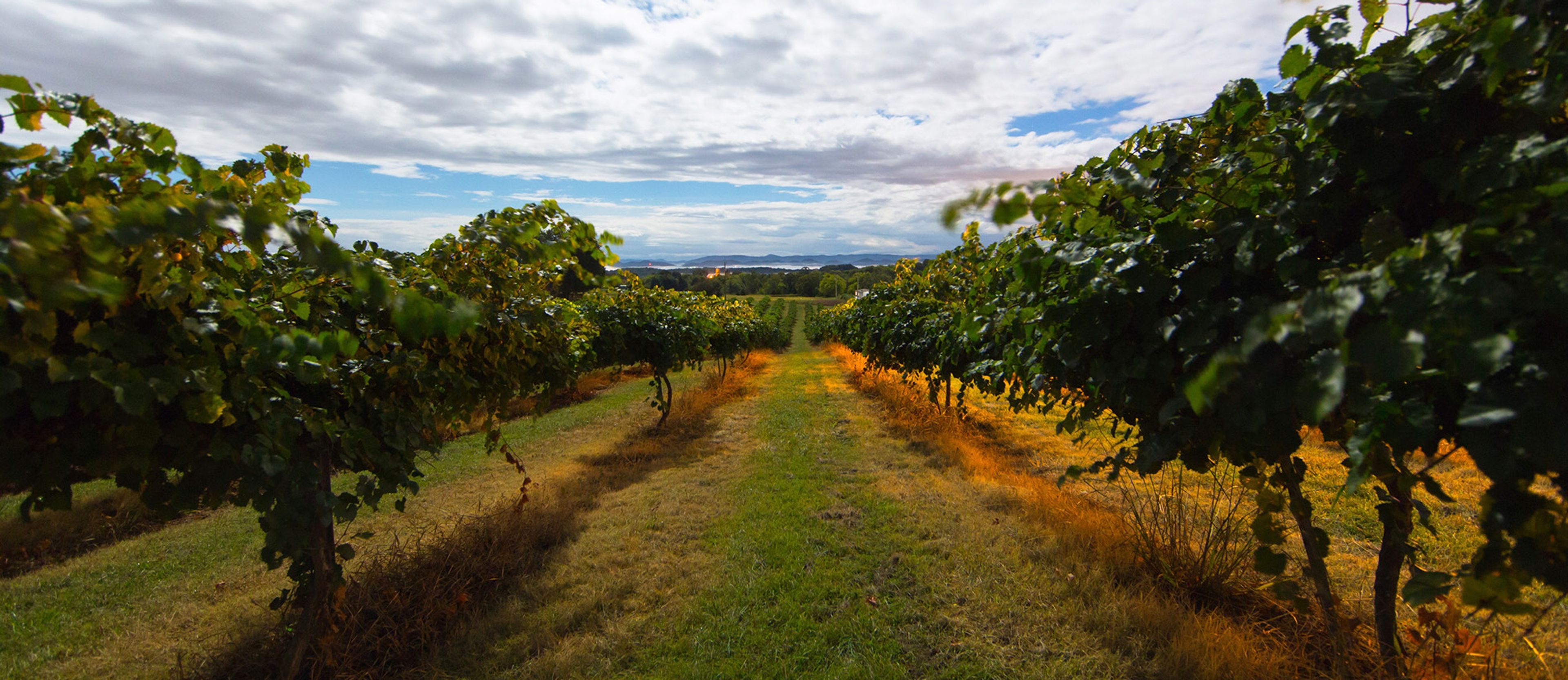 Featured photo from Tsali Notch Vineyard