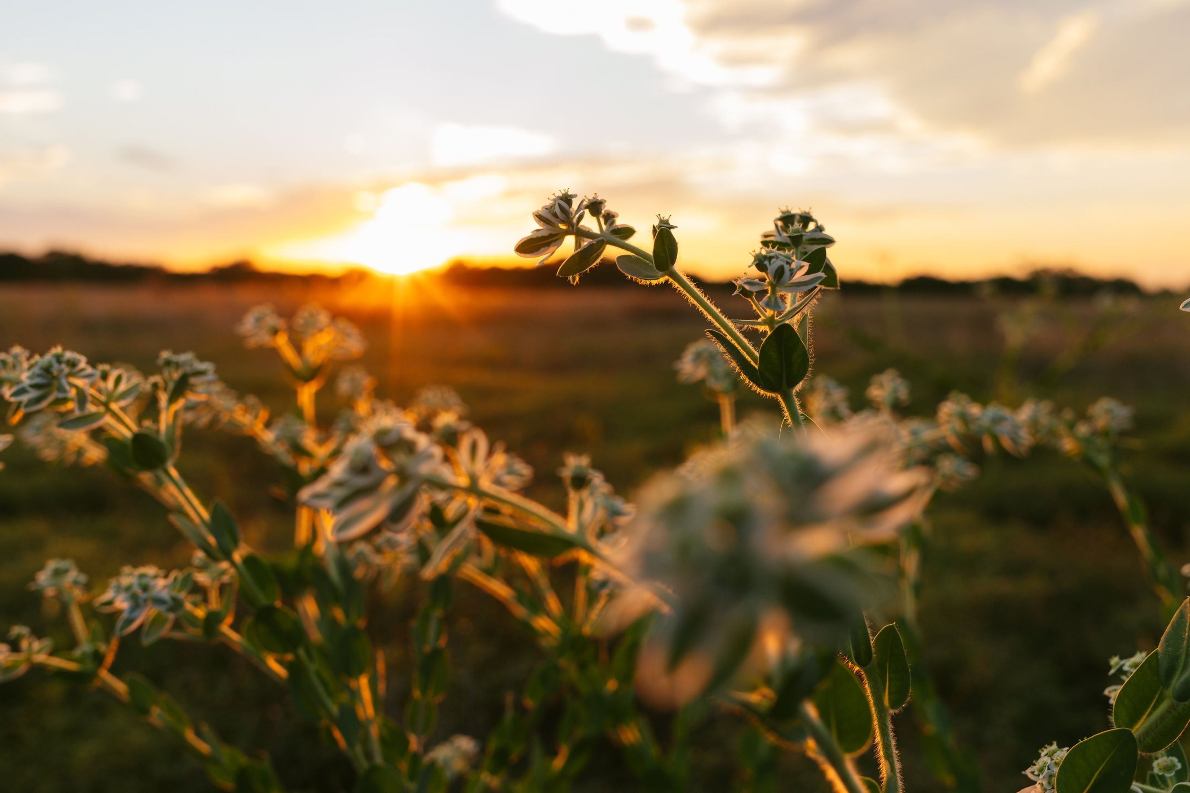 Featured photo from Cibolo Nature Center
