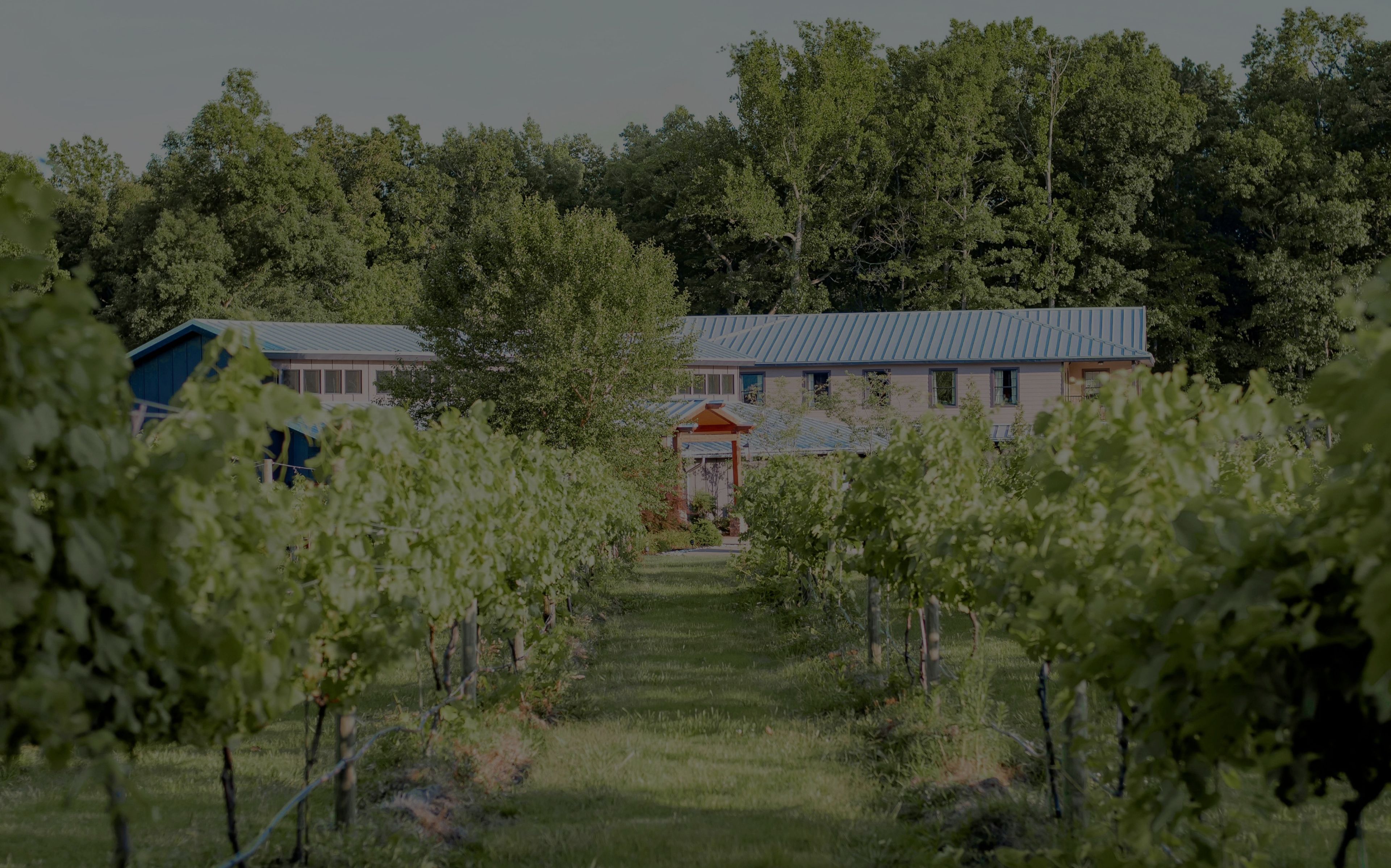 Featured photo from Ashton Creek Vineyard