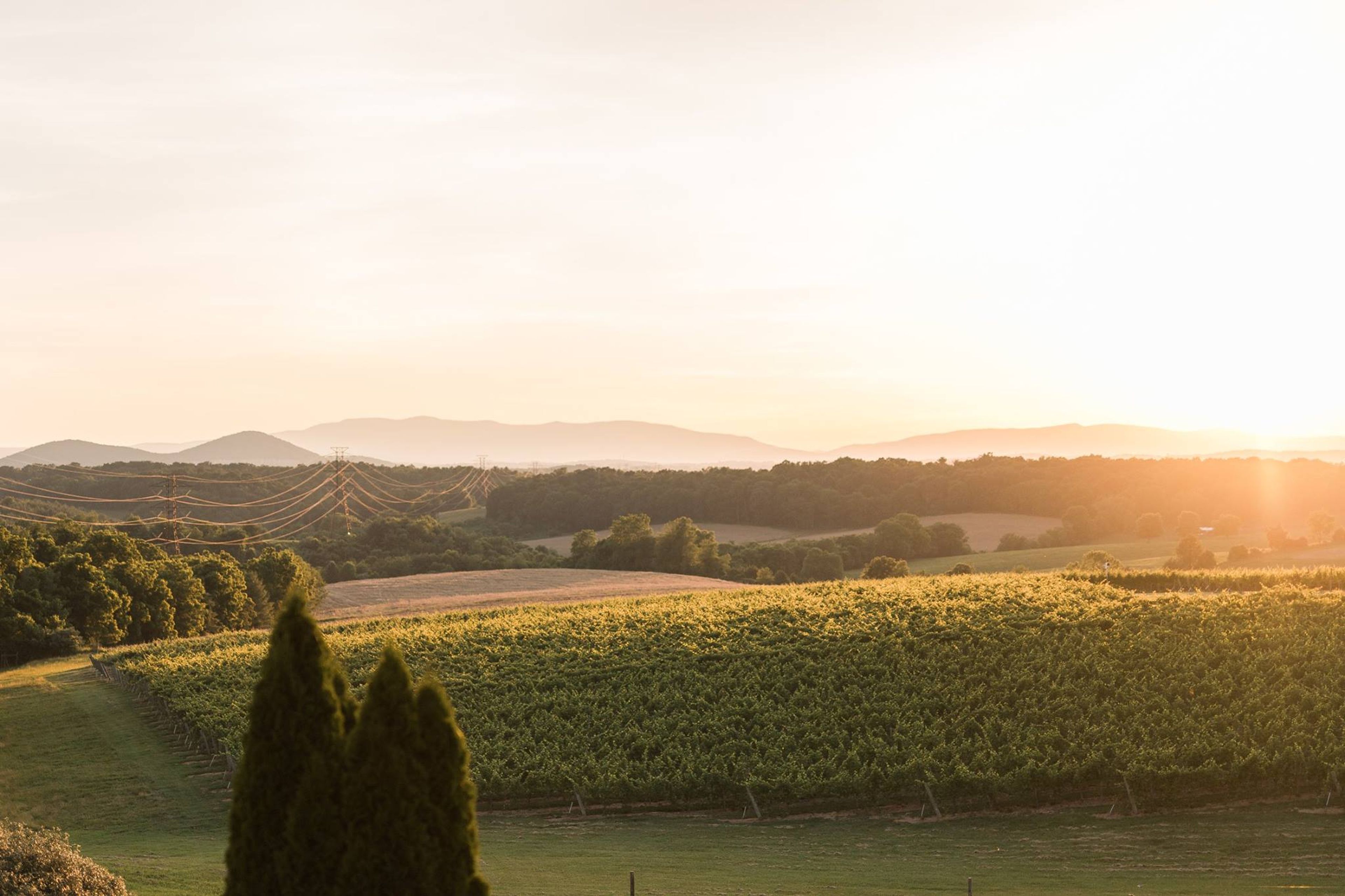 Cover photo of Barren Ridge Vineyards