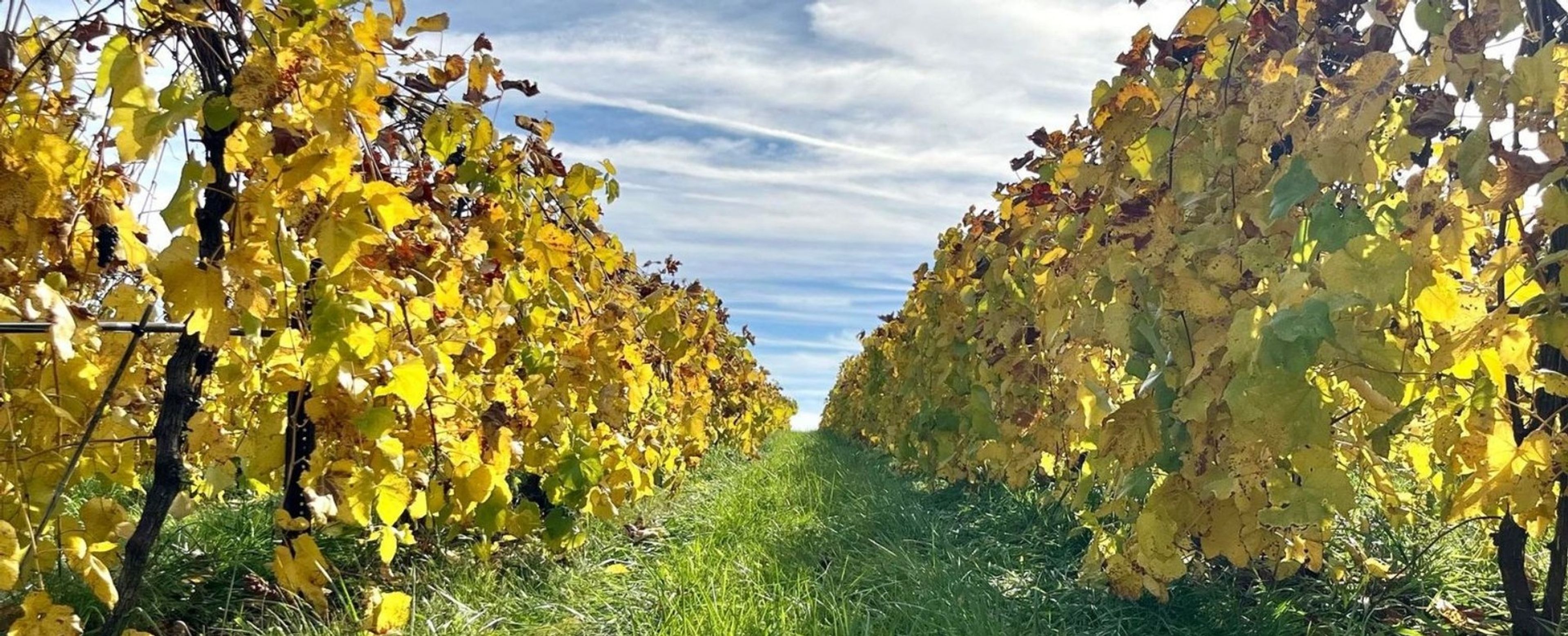 Featured photo from Chrysalis Vineyards
