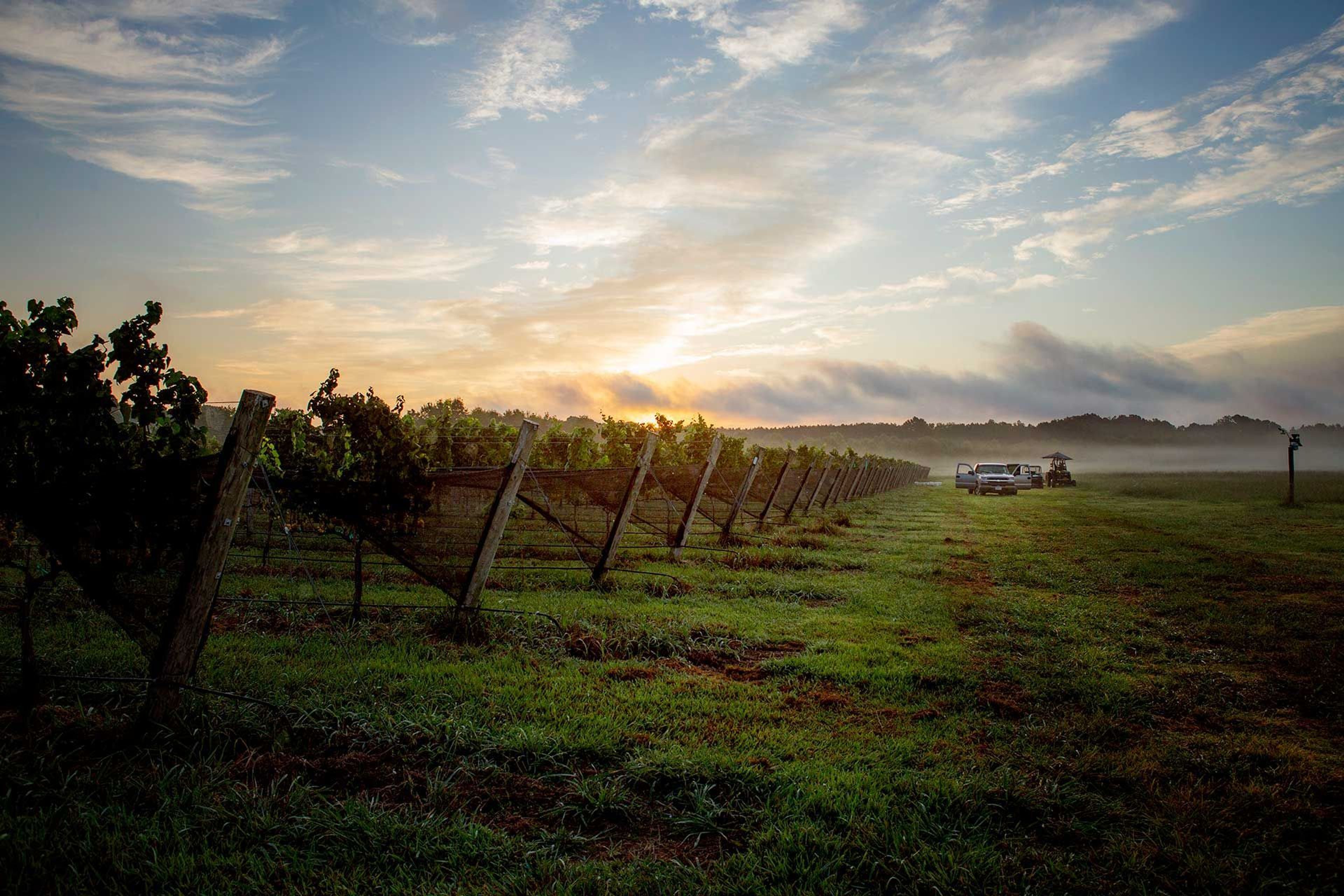 Featured photo from The Williamsburg Winery