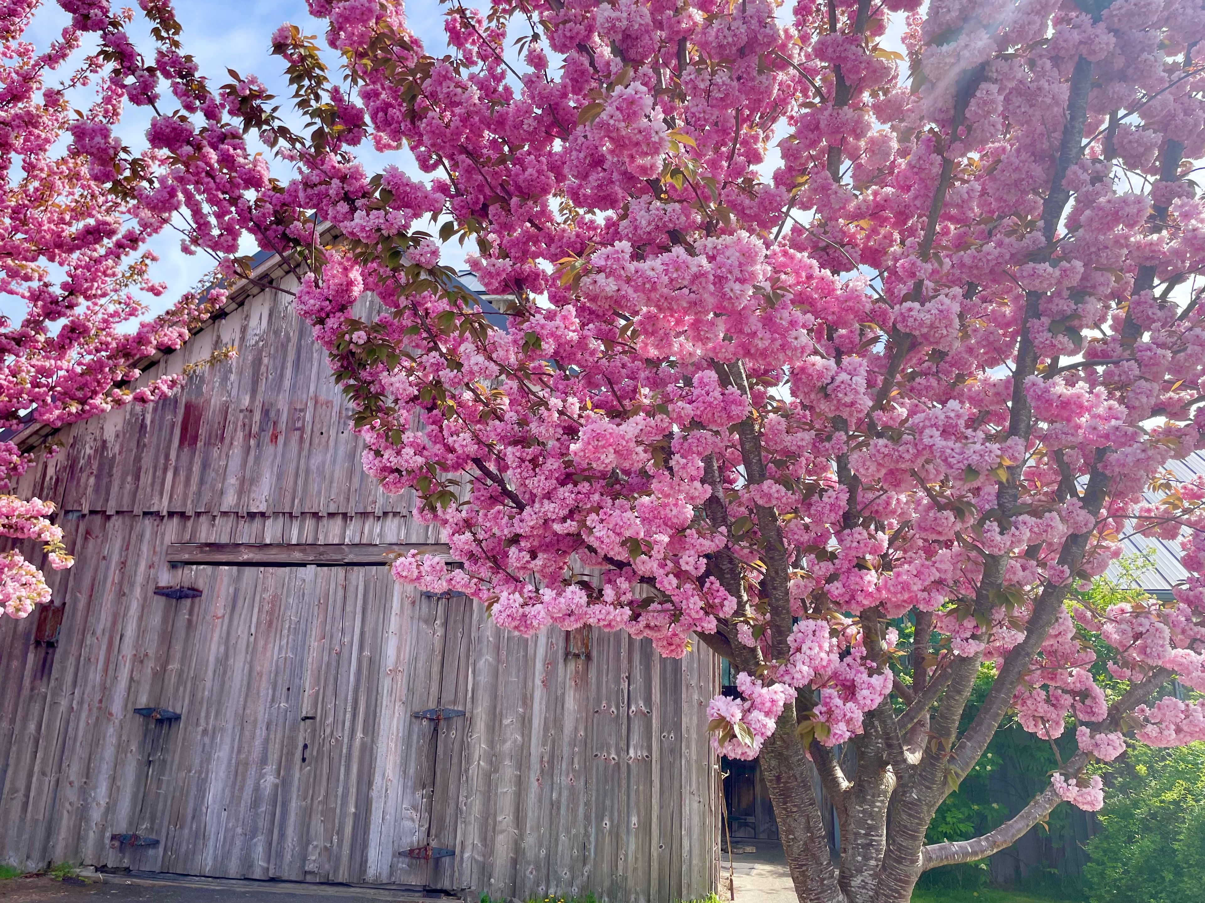 Featured photo from Barn on Jackson