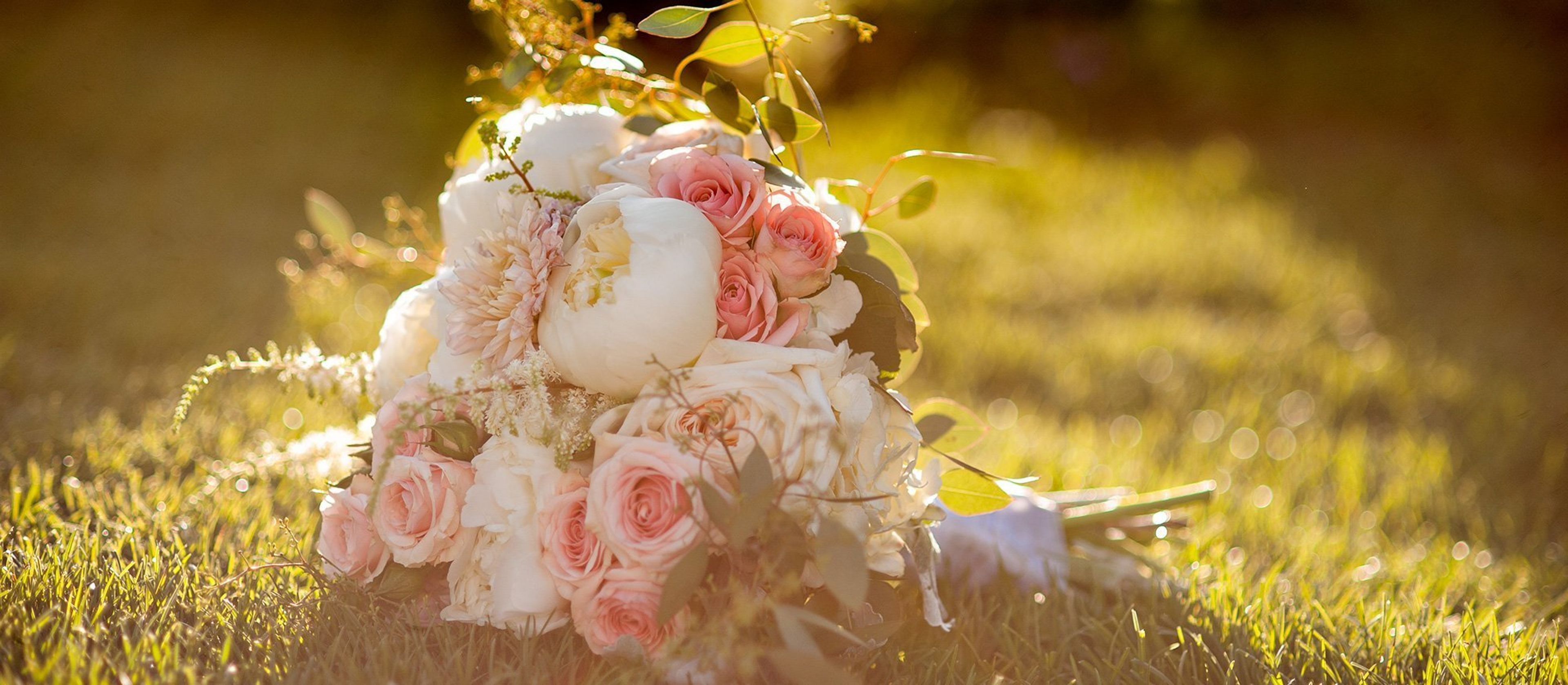 Cover photo of Petal & Bean