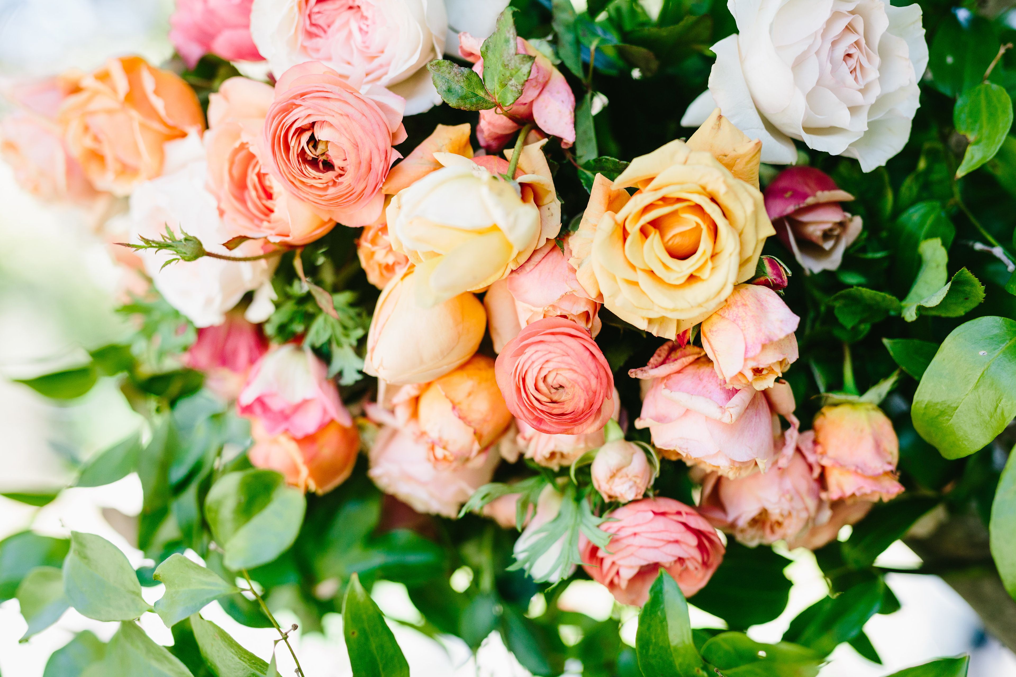 Cover photo of Celadon and Celery