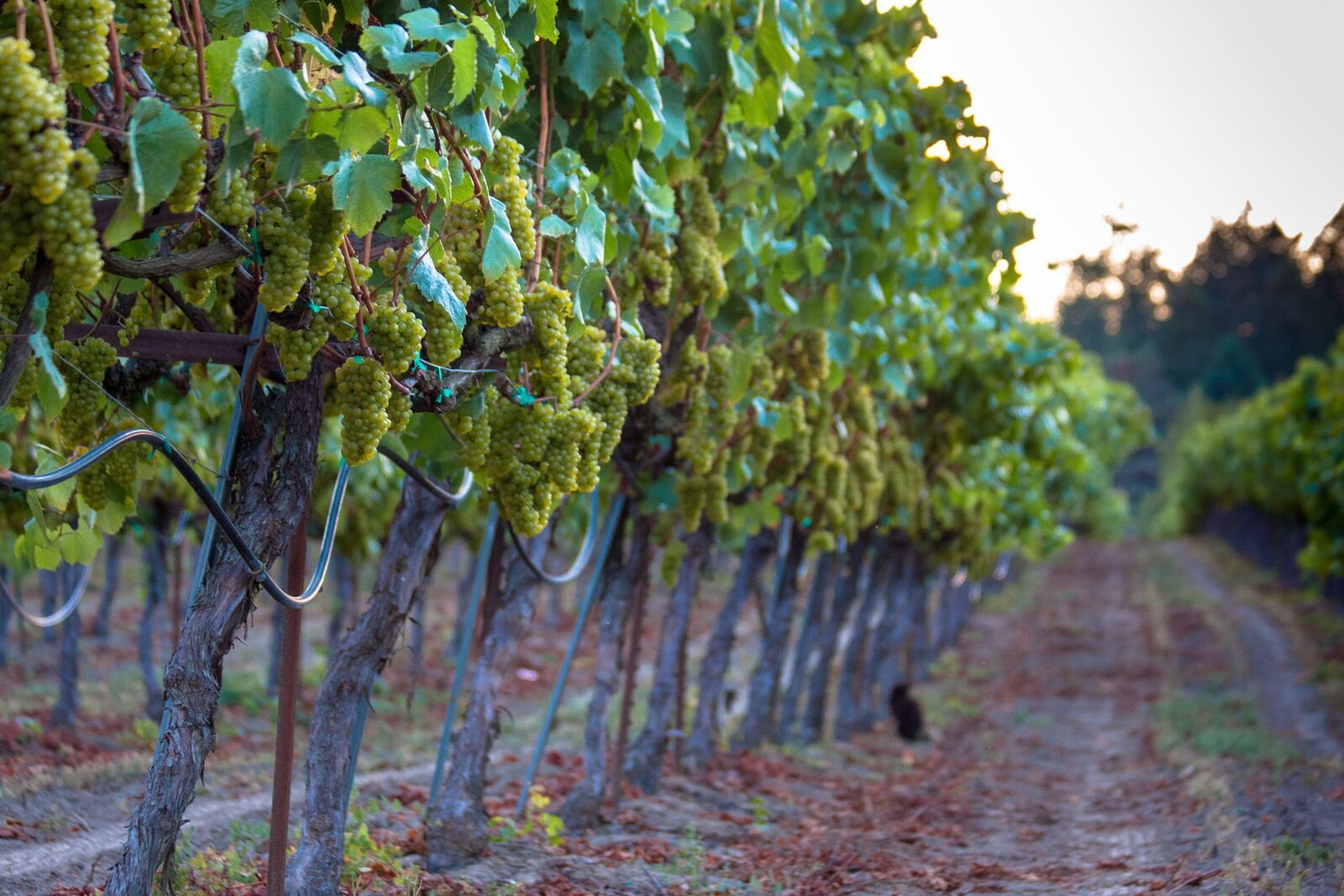 Cover photo of Venue Sonoma