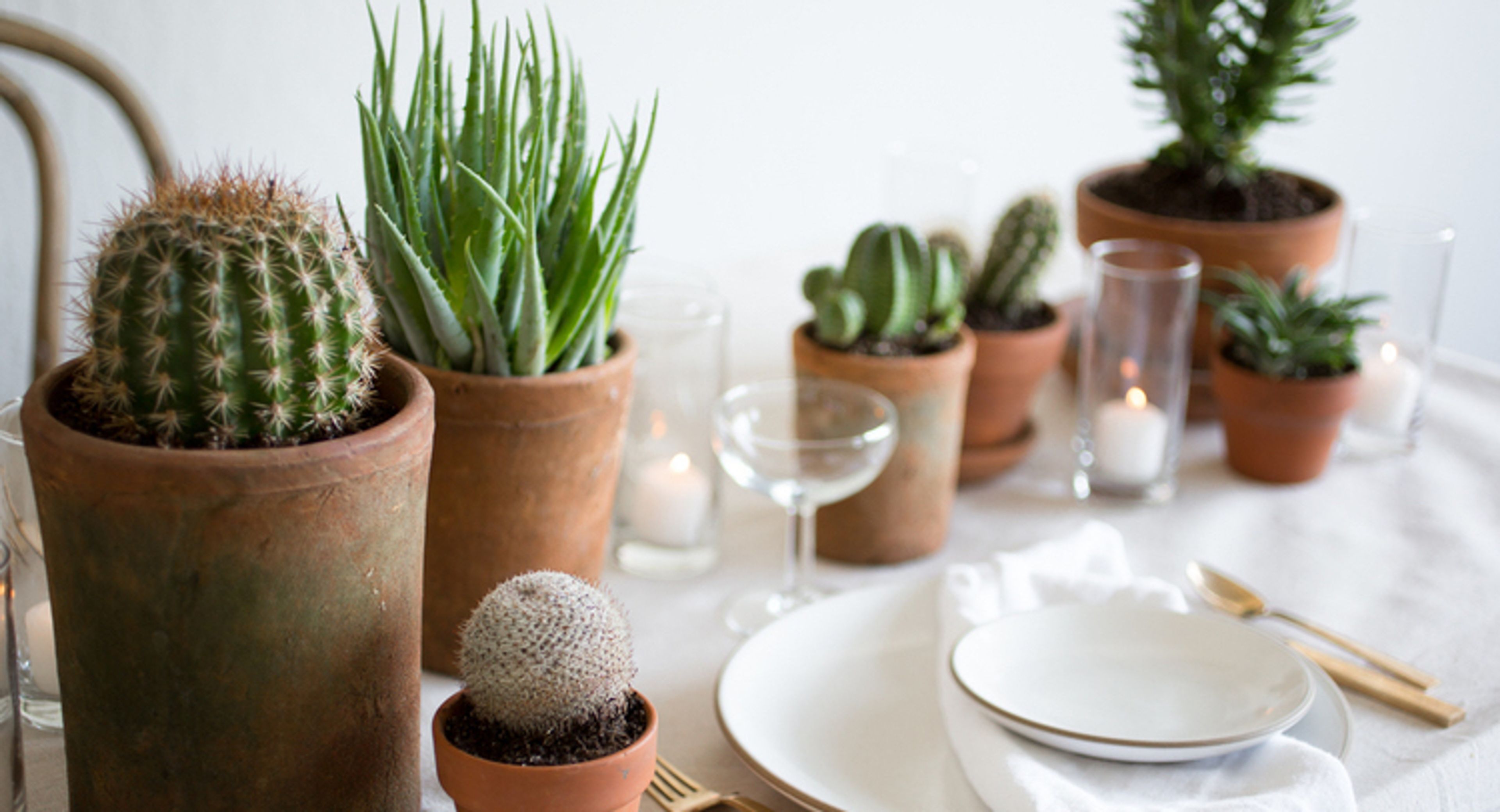 Cover photo of The Plant Library