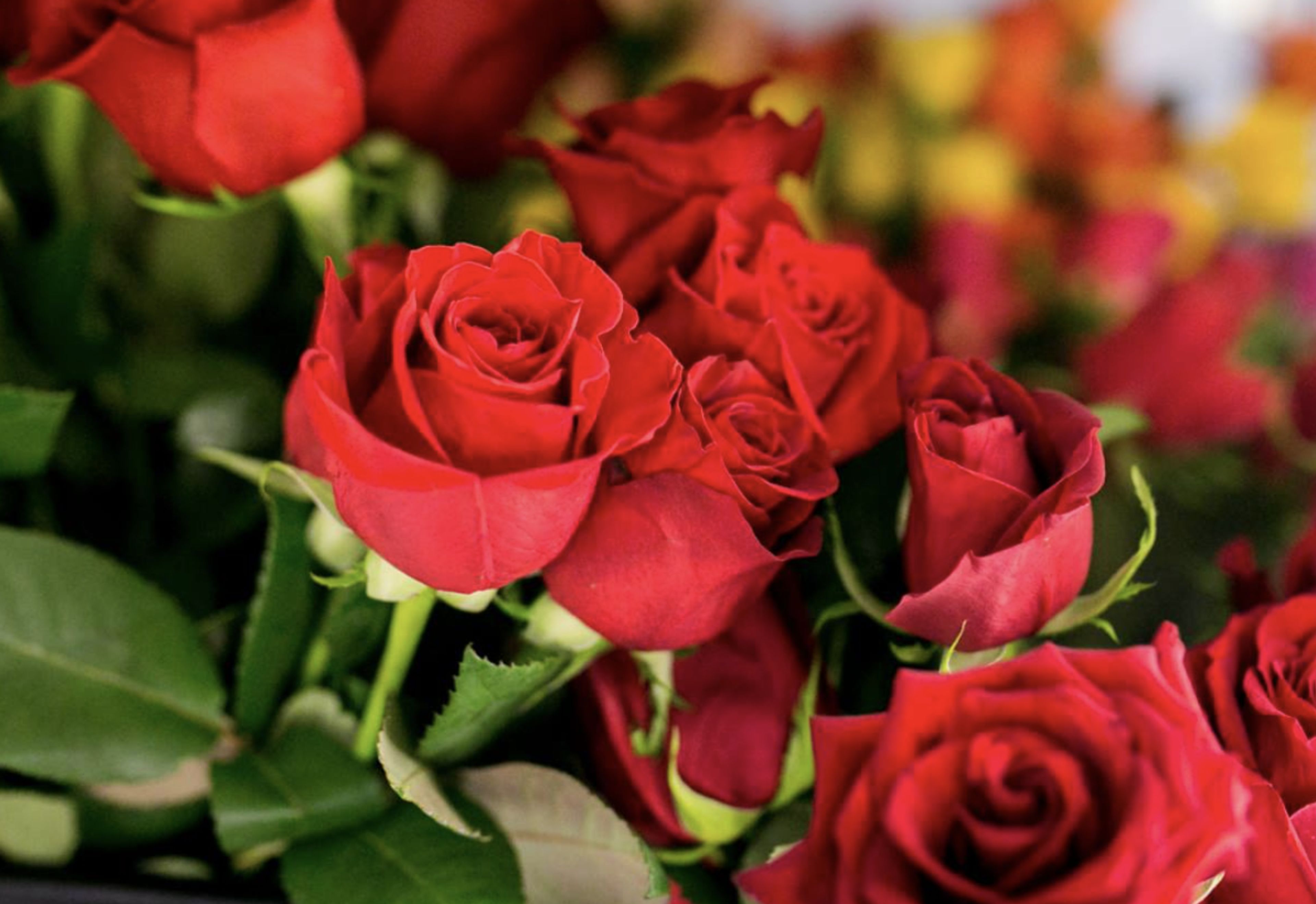 Cover photo of Pedy's Petals