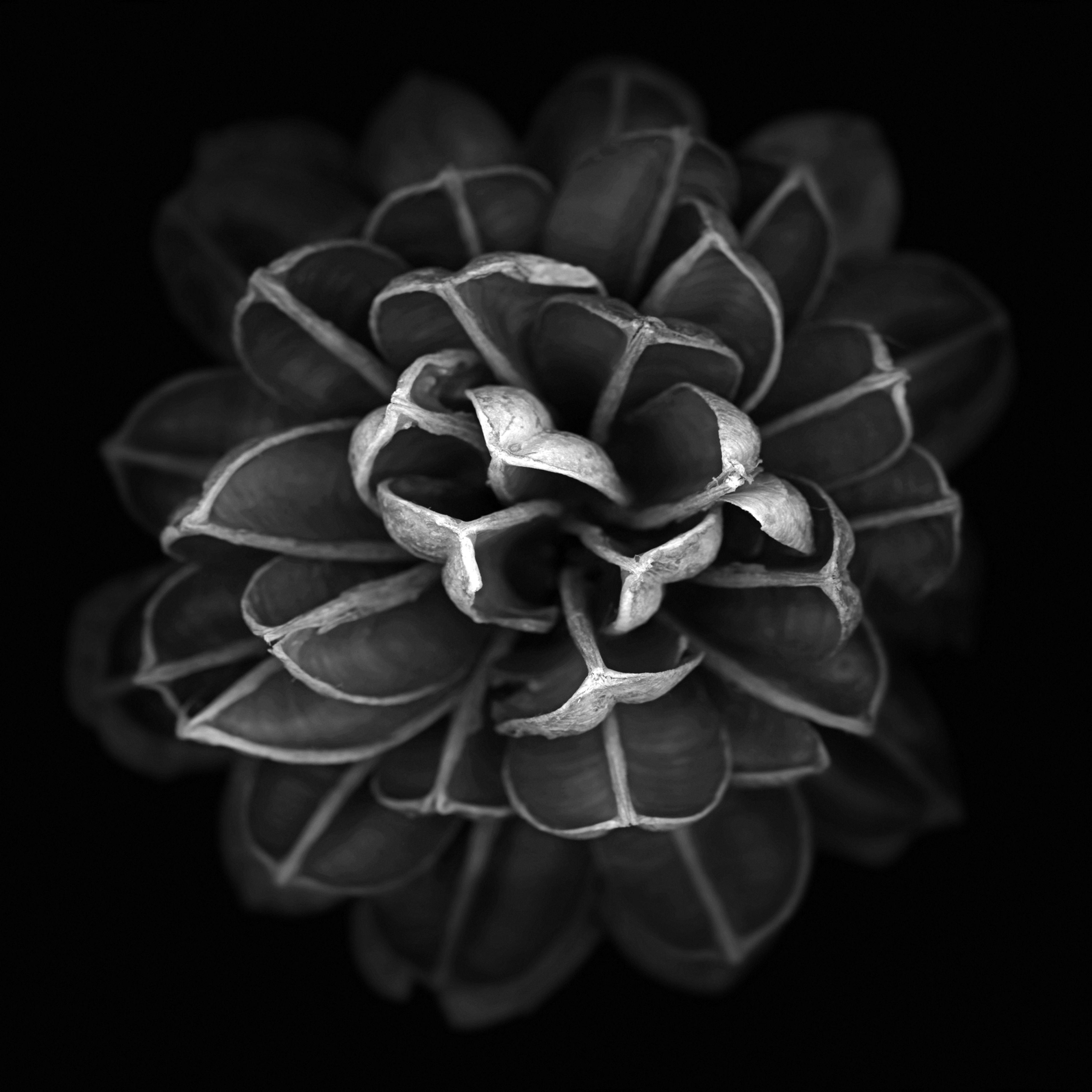 Cover photo of Arcadia Floral Co.