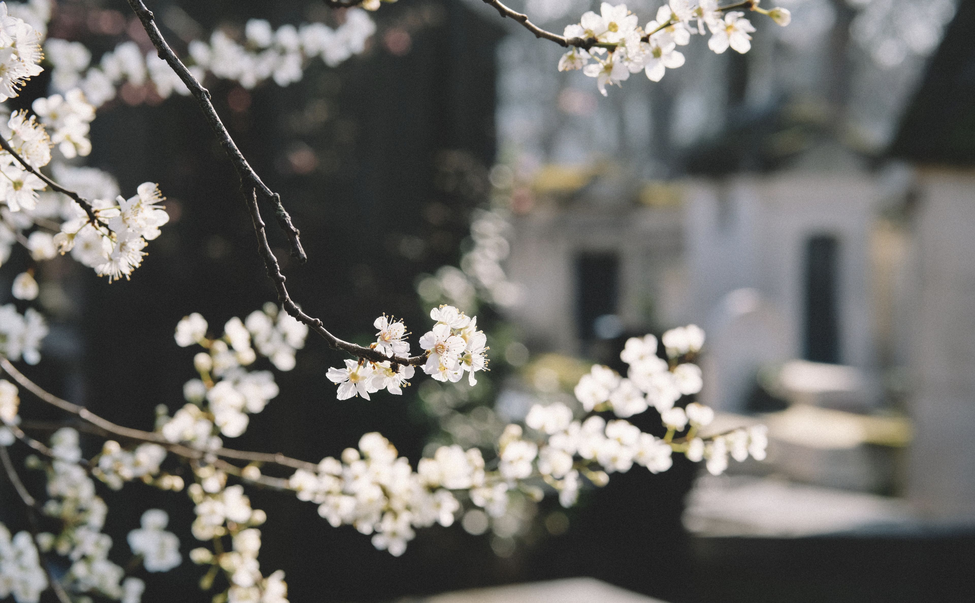 Cover photo of Together 4ever LLC