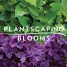 Logo for Plantscaping Blooms