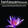 Logo for Tantawan Bloom