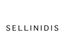 Logo for Andreas Sellinidis