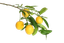 Logo for The Old Greenhouse