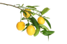 Logo for The Old Greenhouse
