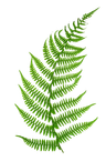 Logo for Fern River Resort