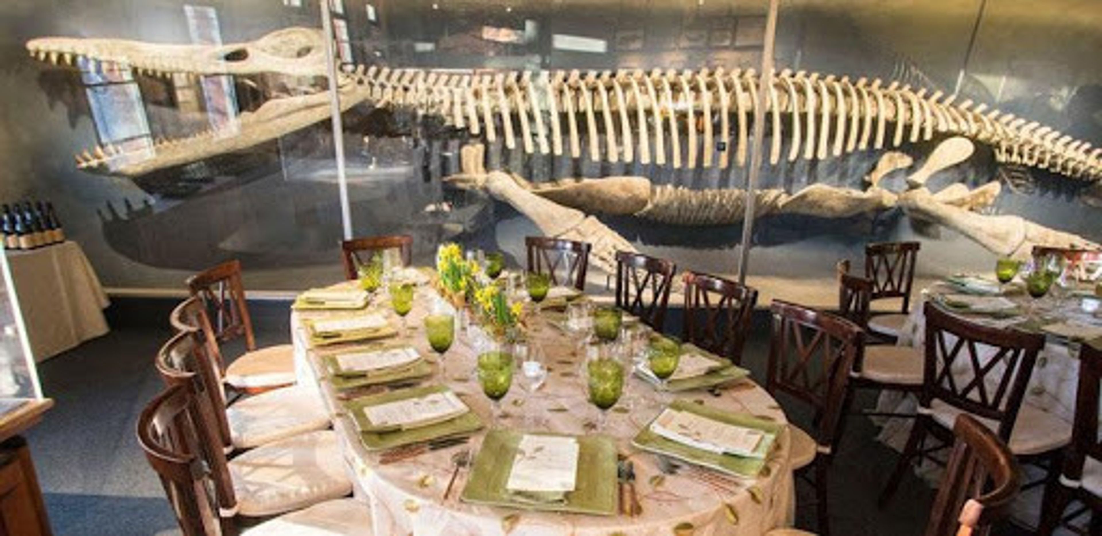 Harvard Museum, an event space at Harvard Museum of Natural History