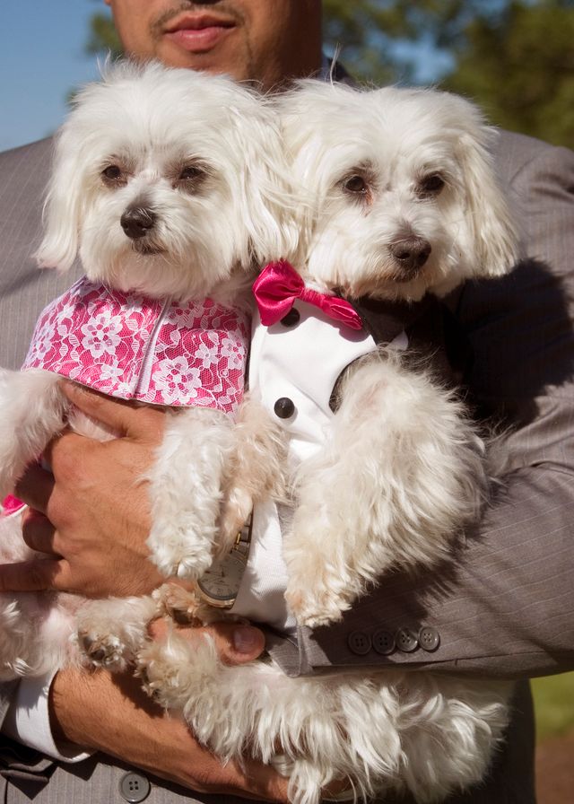 Featured photo from Fairytale Wedding at a Westchester, NY Castle