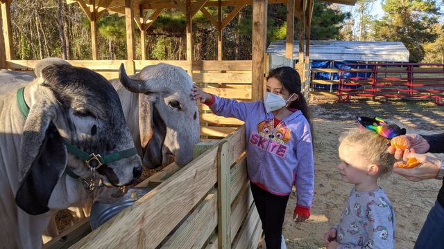 Featured photo from Saratoga Serendipity Gir Farm & Retreat