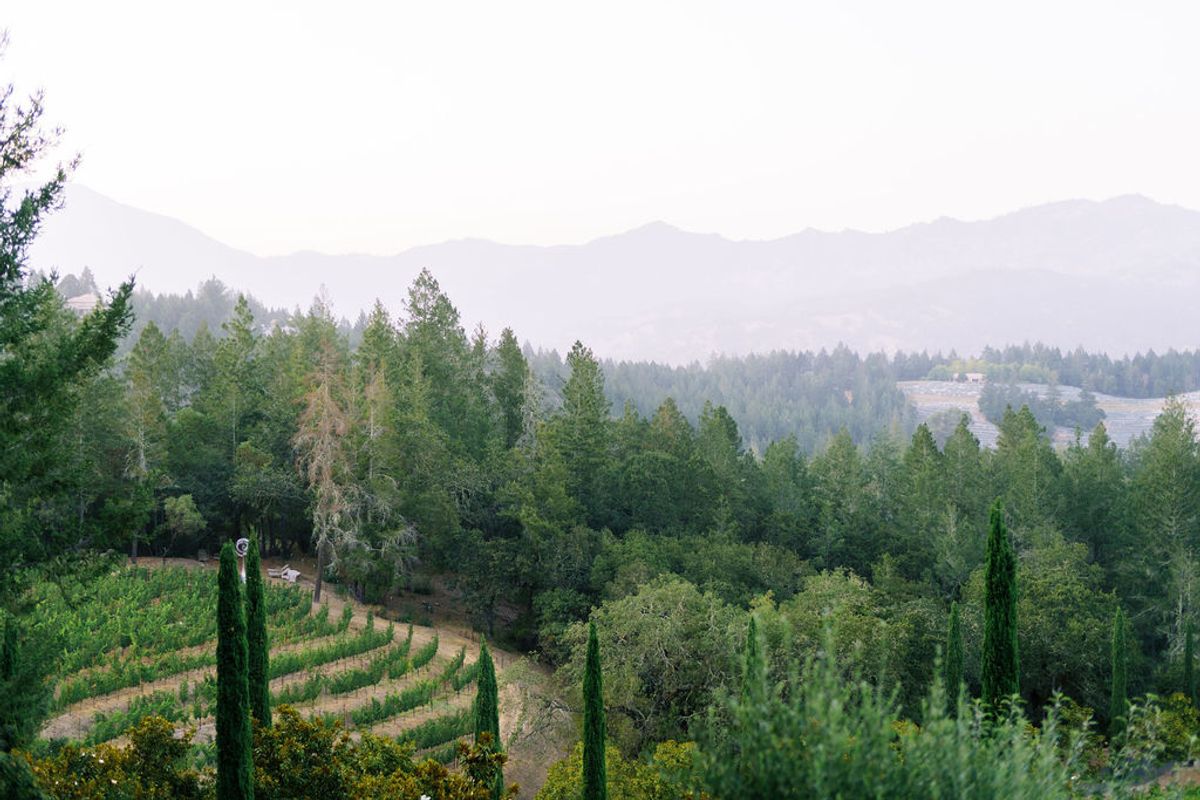 Vineyard Estate, photo 4