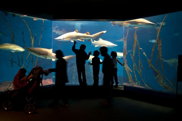 Featured photo from The Aquarium