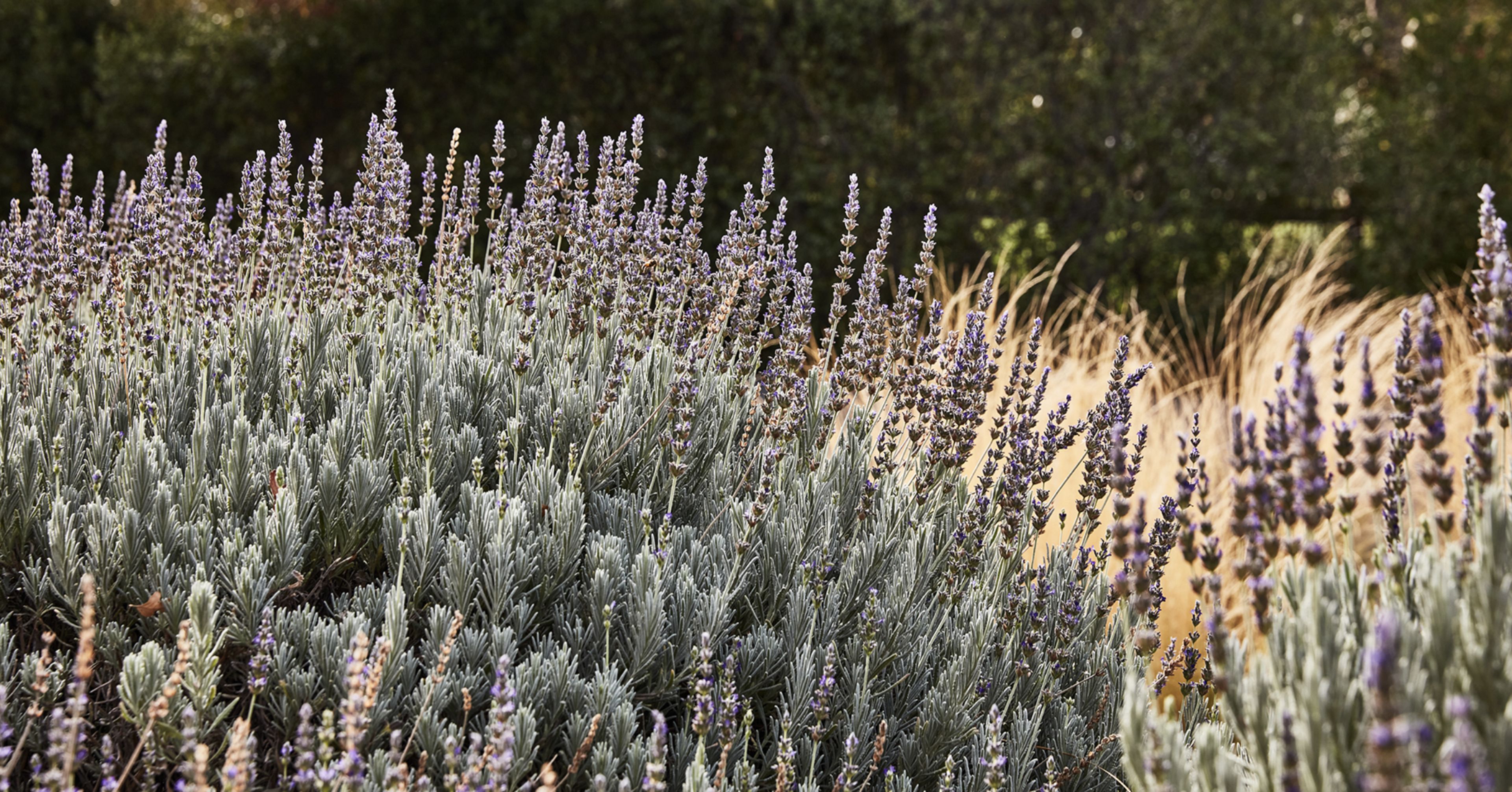 The Lavender Lawn, an event space at Stanly Ranch