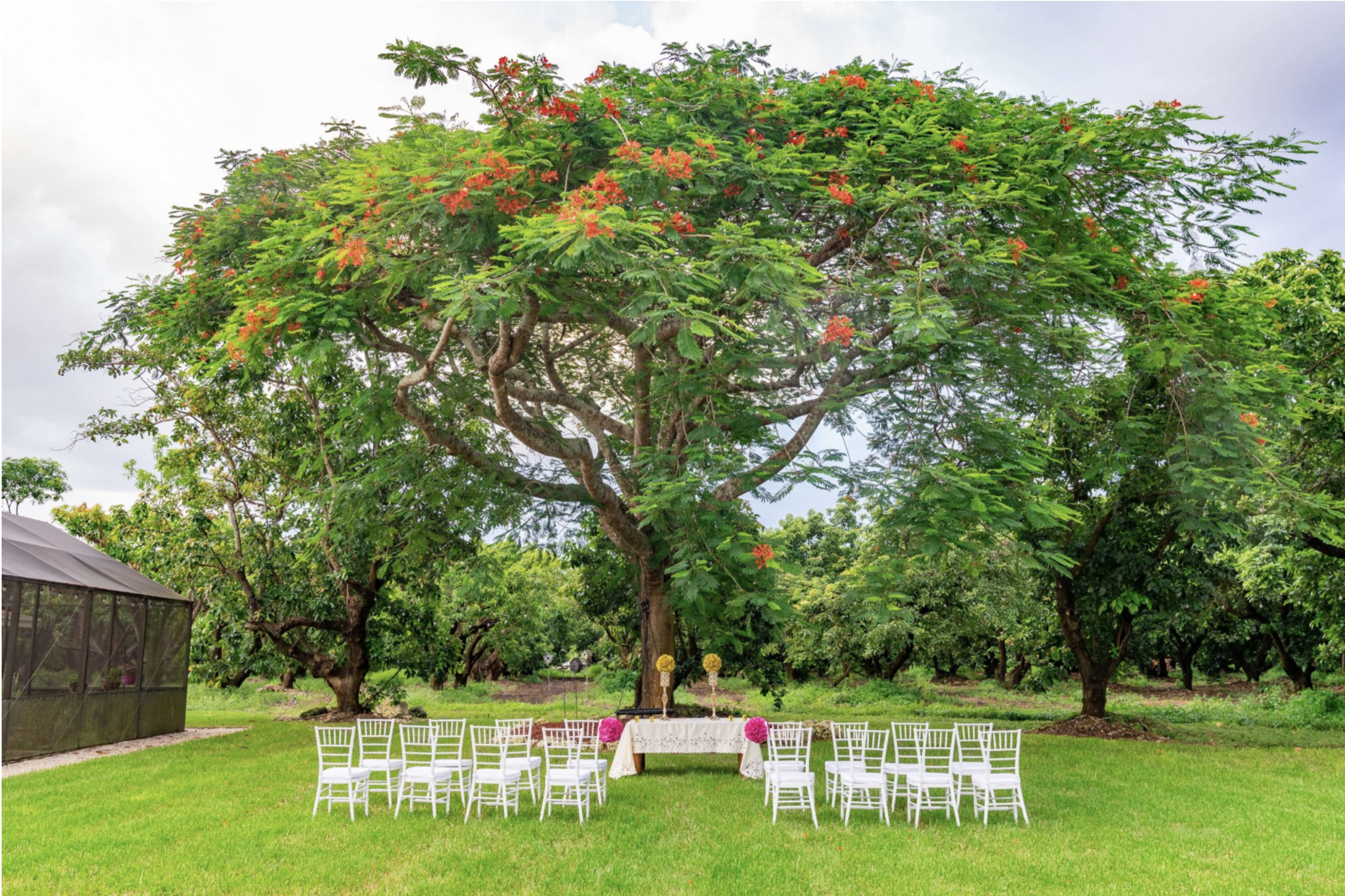 Acacia Tree, an event space at Mon Petit Garden