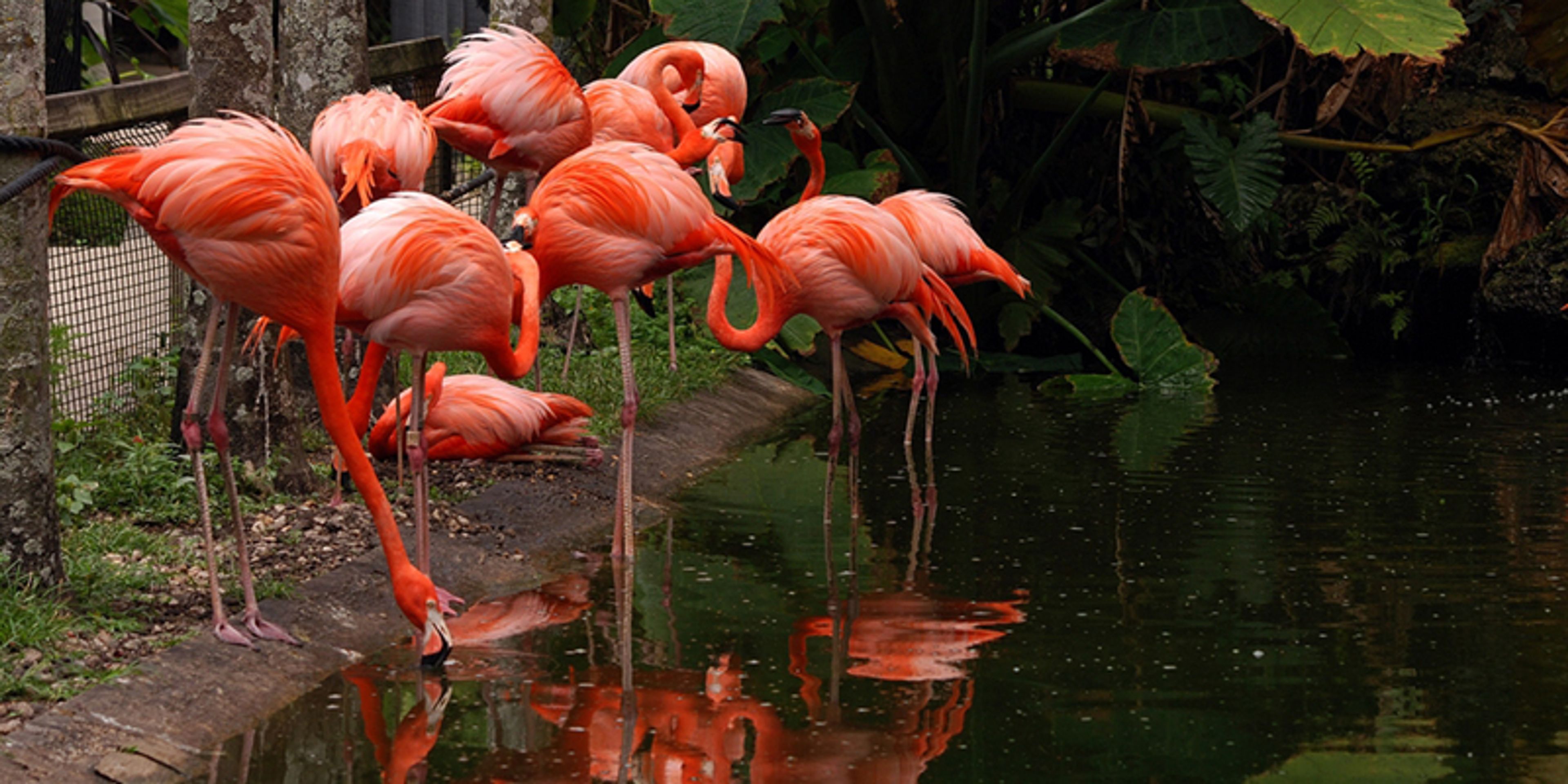 Flamingo Gardens, an event space at Flamingo Gardens