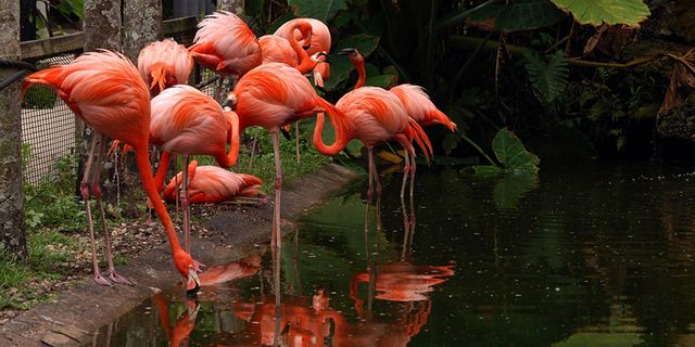 Featured photo from Flamingo Gardens