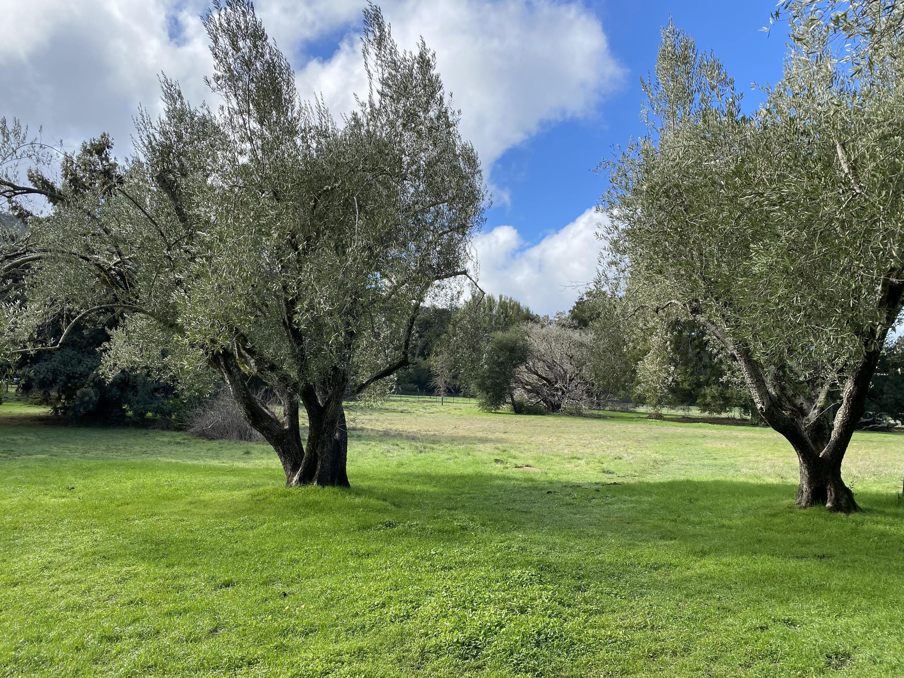 Meadow, an event space at Filoli