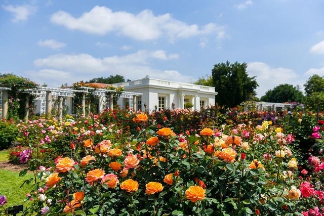 Featured photo from Rose Garden