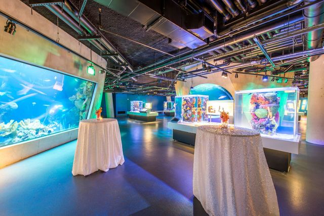 Featured photo from Aquarium - Dive