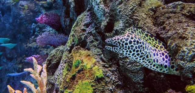 Featured photo from Mississippi Aquarium